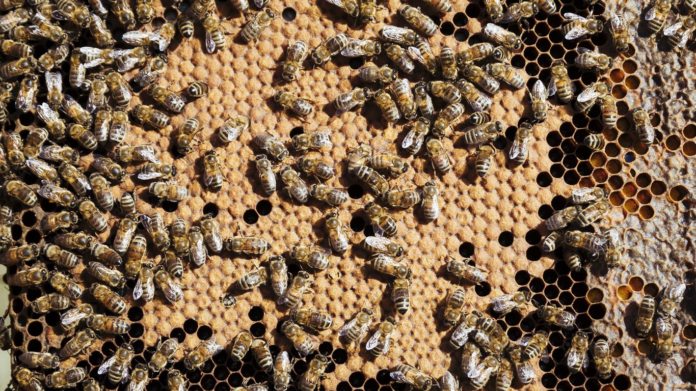 Honeybees are swarming Richmond, Virginia - Axios Richmond