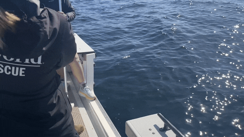 A California sea lion waddles off a boat and into the ocean. 