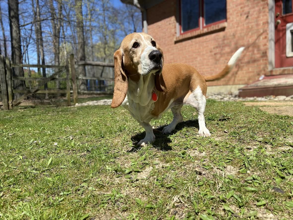 A three-legged basset hound outside. 