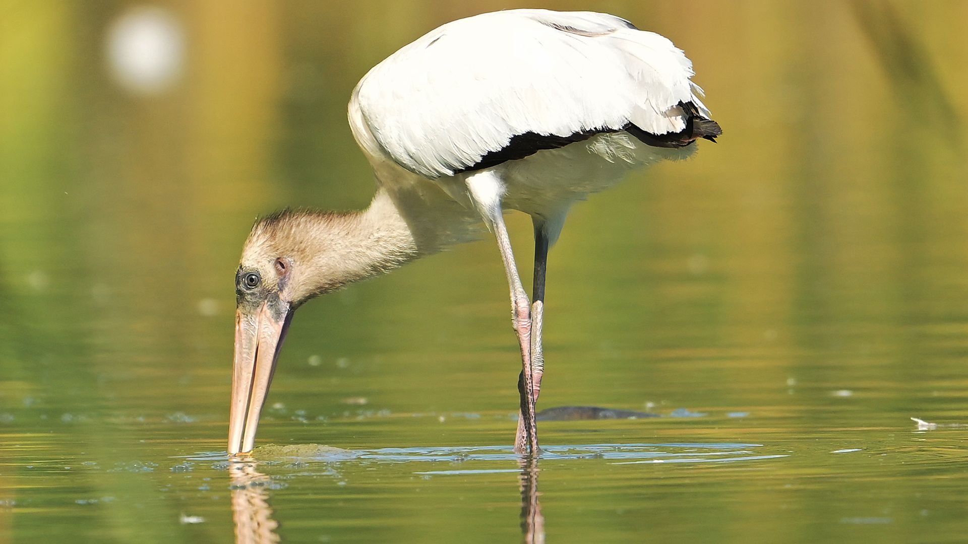 White bird with black wing tips and a long pink bill, standing in shallow greenish water with its head bent down touching the water surface.