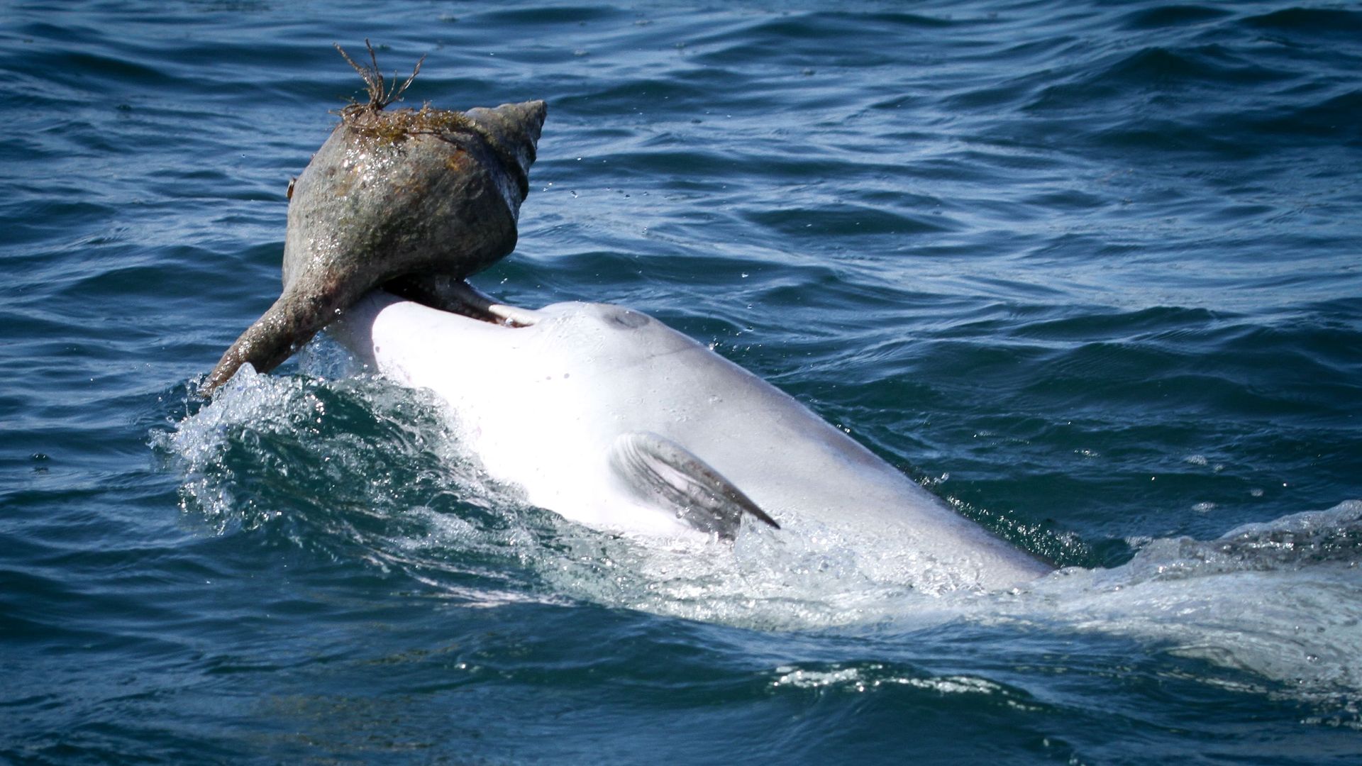 A dolphin shelling