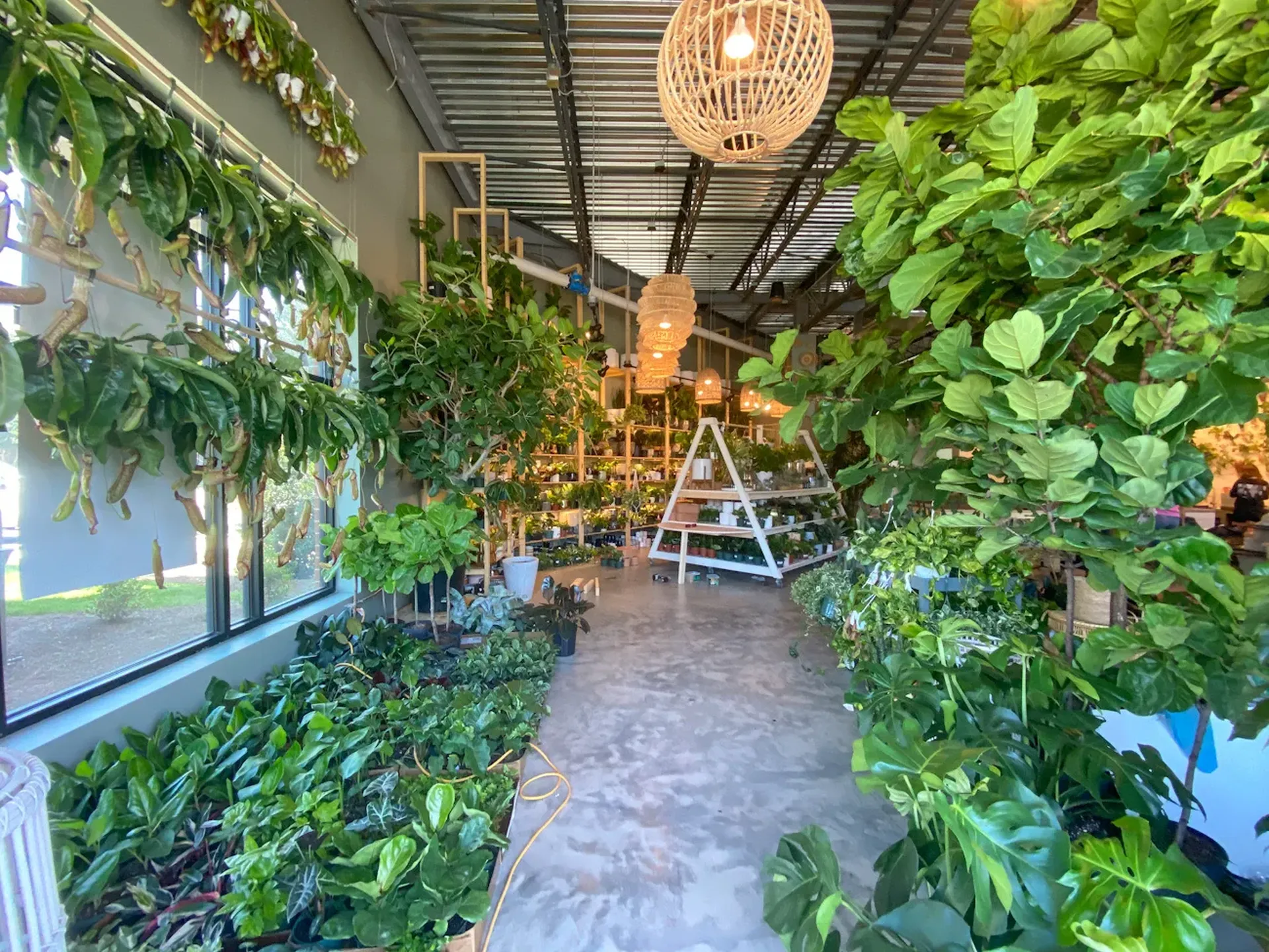 Trendy plant store PlantHouse is opening this Saturday in Dilworth - Axios  Charlotte