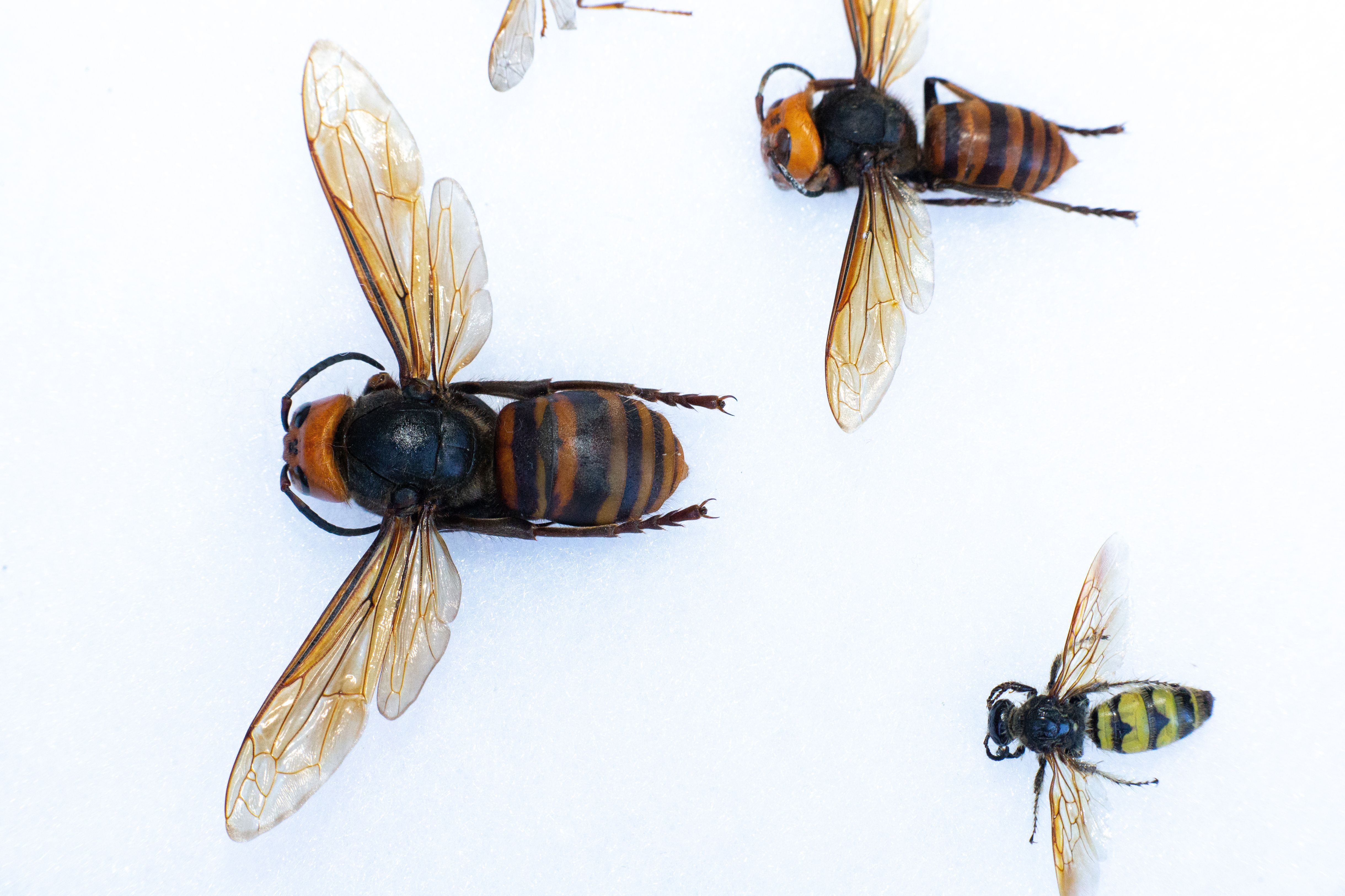 Three hornets, with the upper two being giant northern hornets, are shown. The giant northern hornets are much larger than the other hornet.