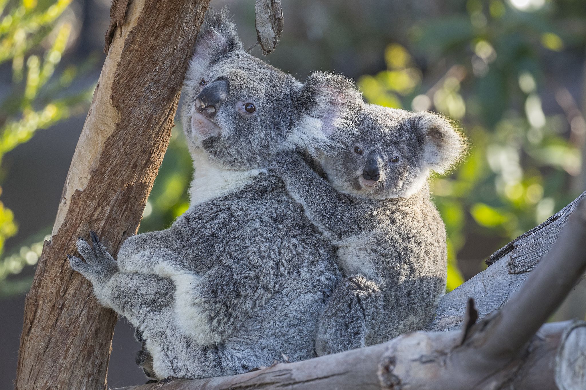 Photos: Cute baby animals at the San Diego Zoo - Axios San Diego