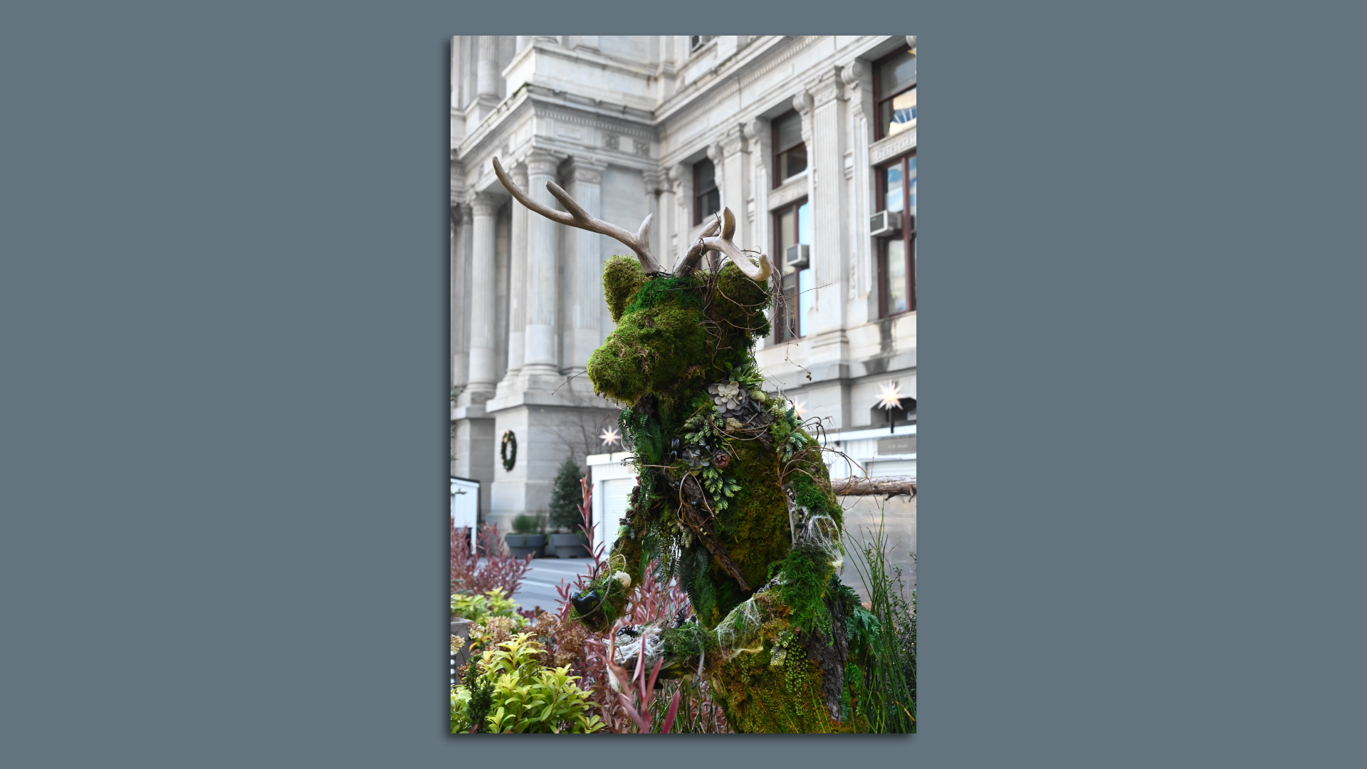 A bush shaped into a reindeer outside City Hall. 