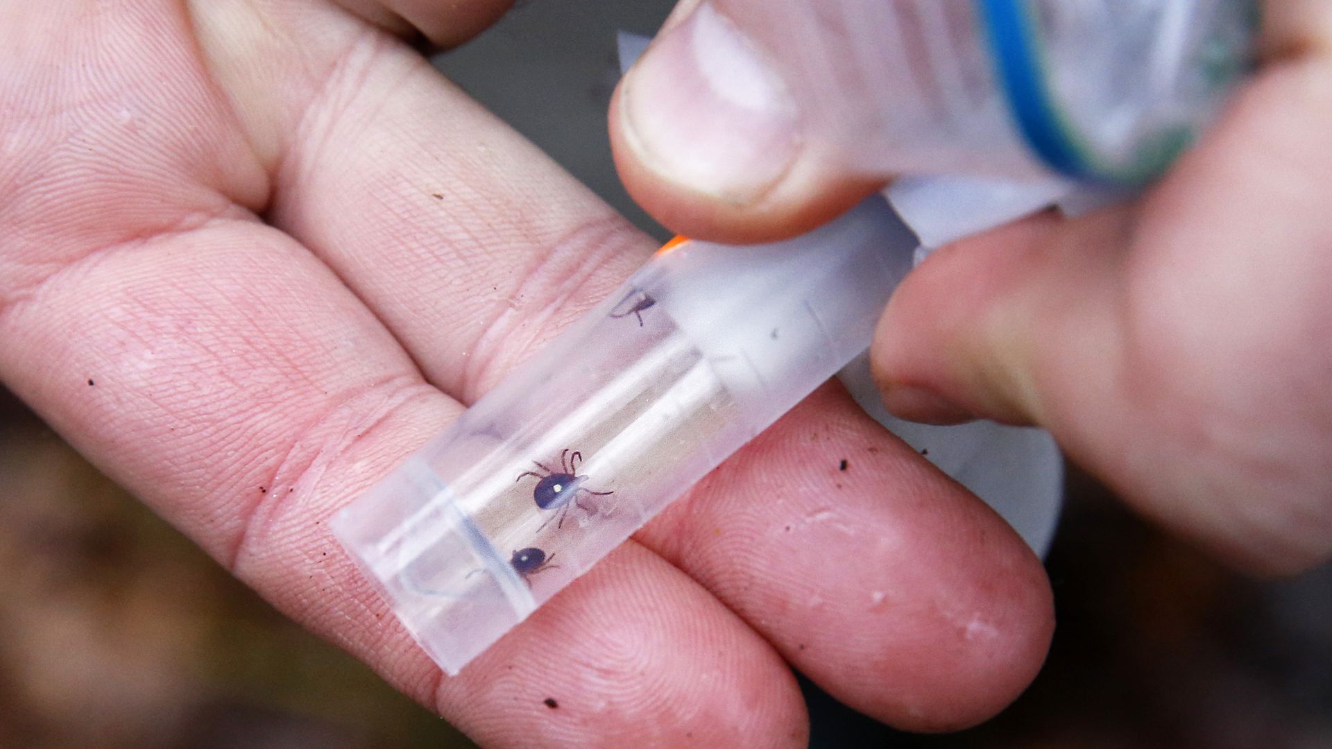 Chuck Lubelczyk, a vector ecologist for Maine Medical Center Research Institute, displays a vial of live lone star ticks. 