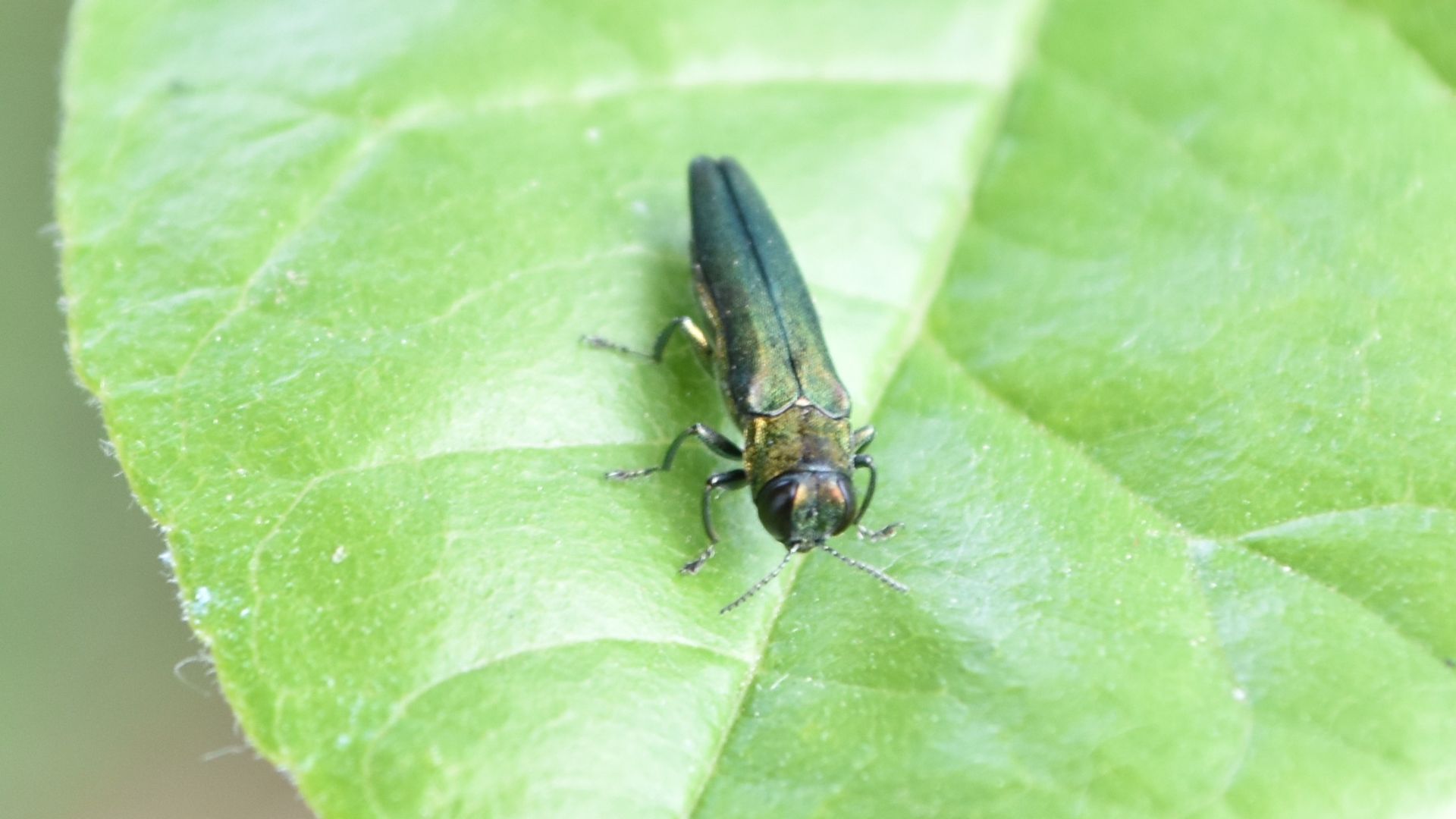 Small metallic green beetle with elongated body resting on a bright green leaf with visible veins and a soft blurred background.