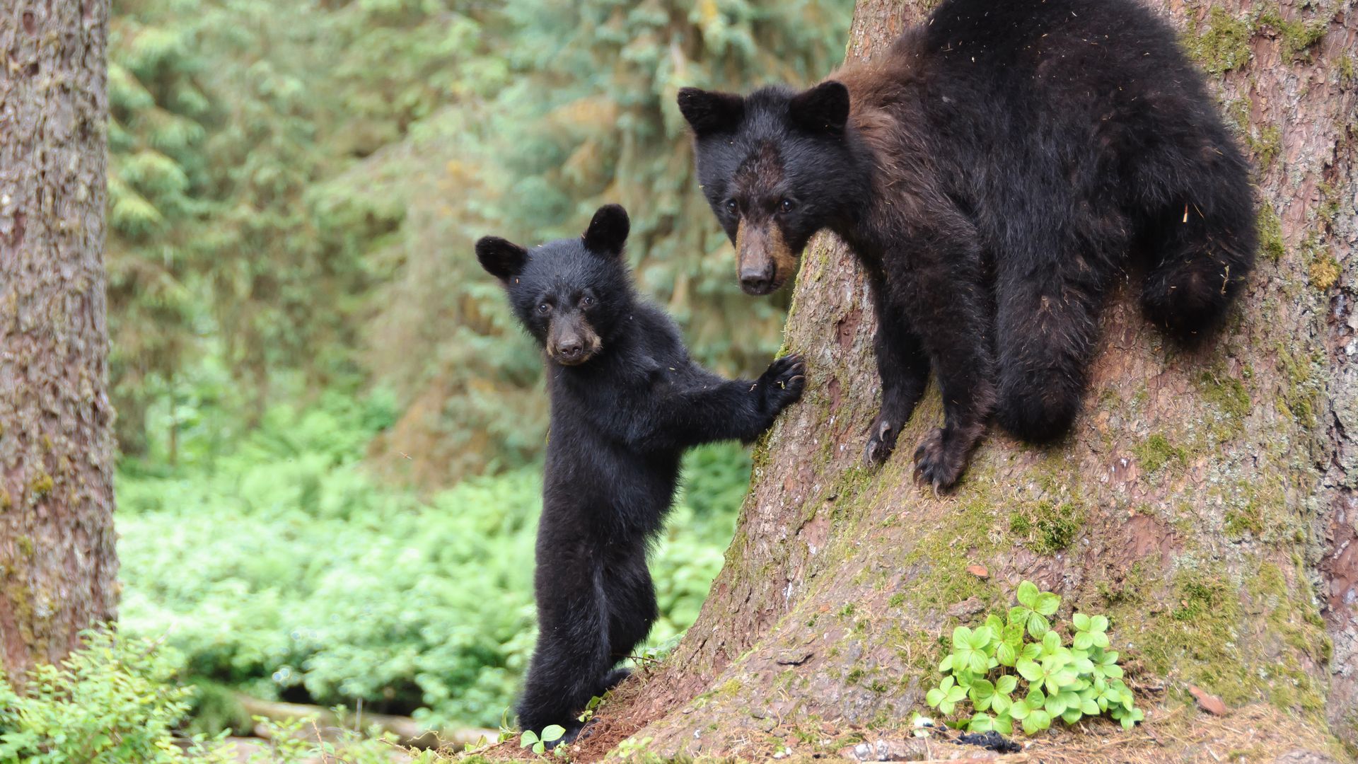 Two black bears in Alaska