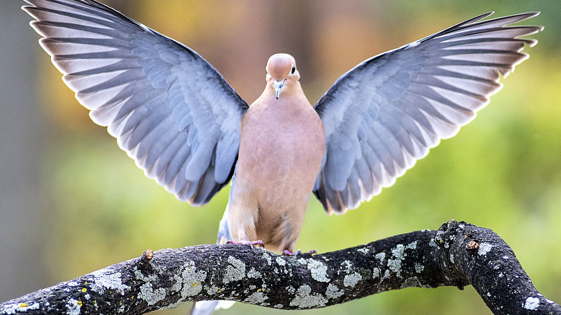 Mourning Dove Lands on Tree Branch, Wings Spread.