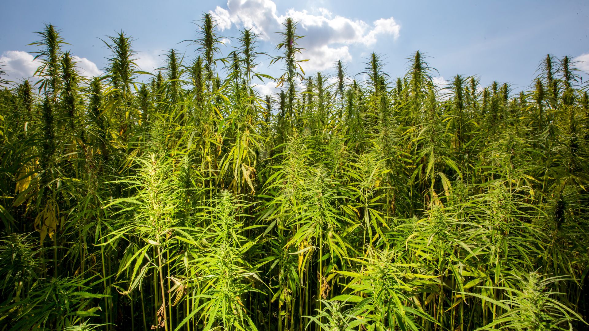 Industrial hemp