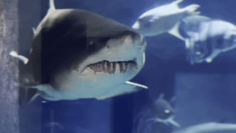 A shark moves through the screen, its multiple rows of teeth and dead-looking eye nearing the camera lens.
