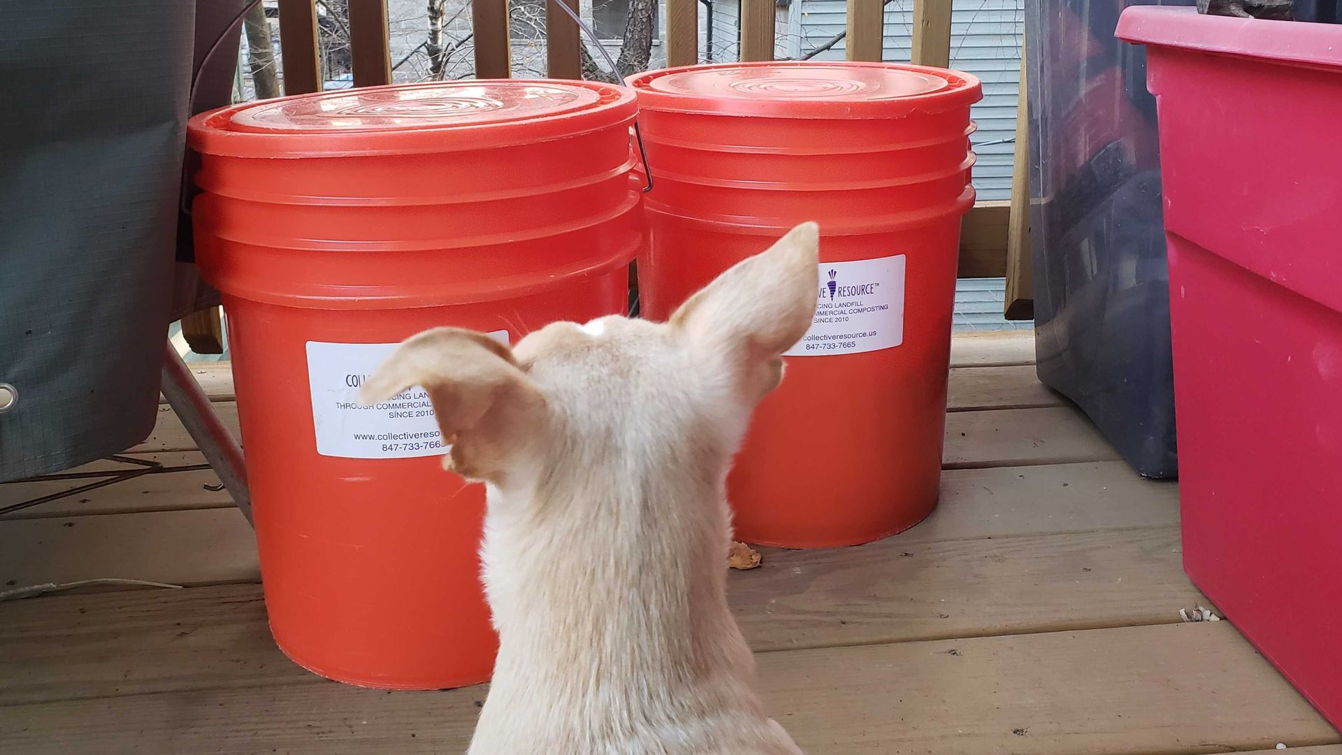 Dog in front of orange buckets