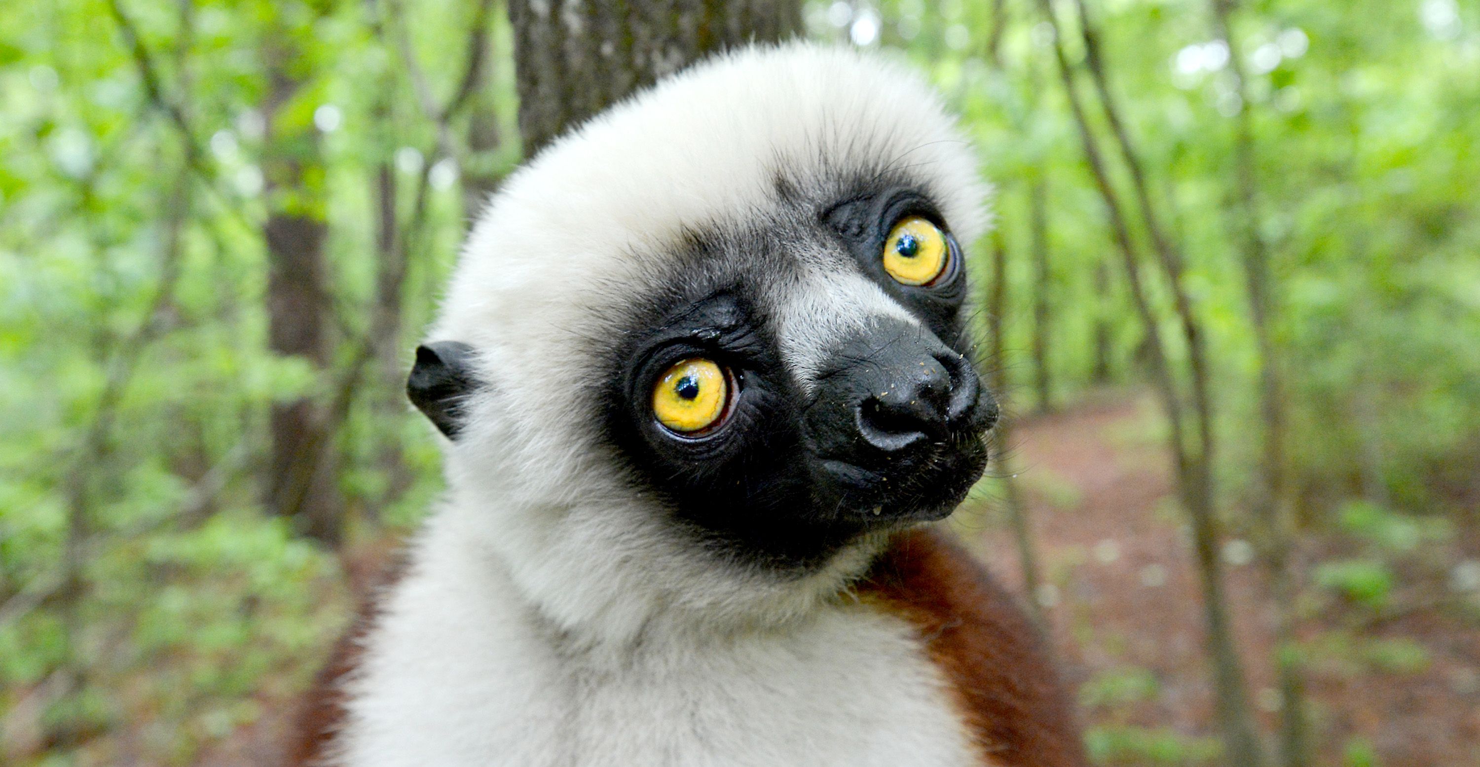 Close-up of a lemur with bright yellow eyes and a black face, fluffy white head, tilting its head in a green forest background.