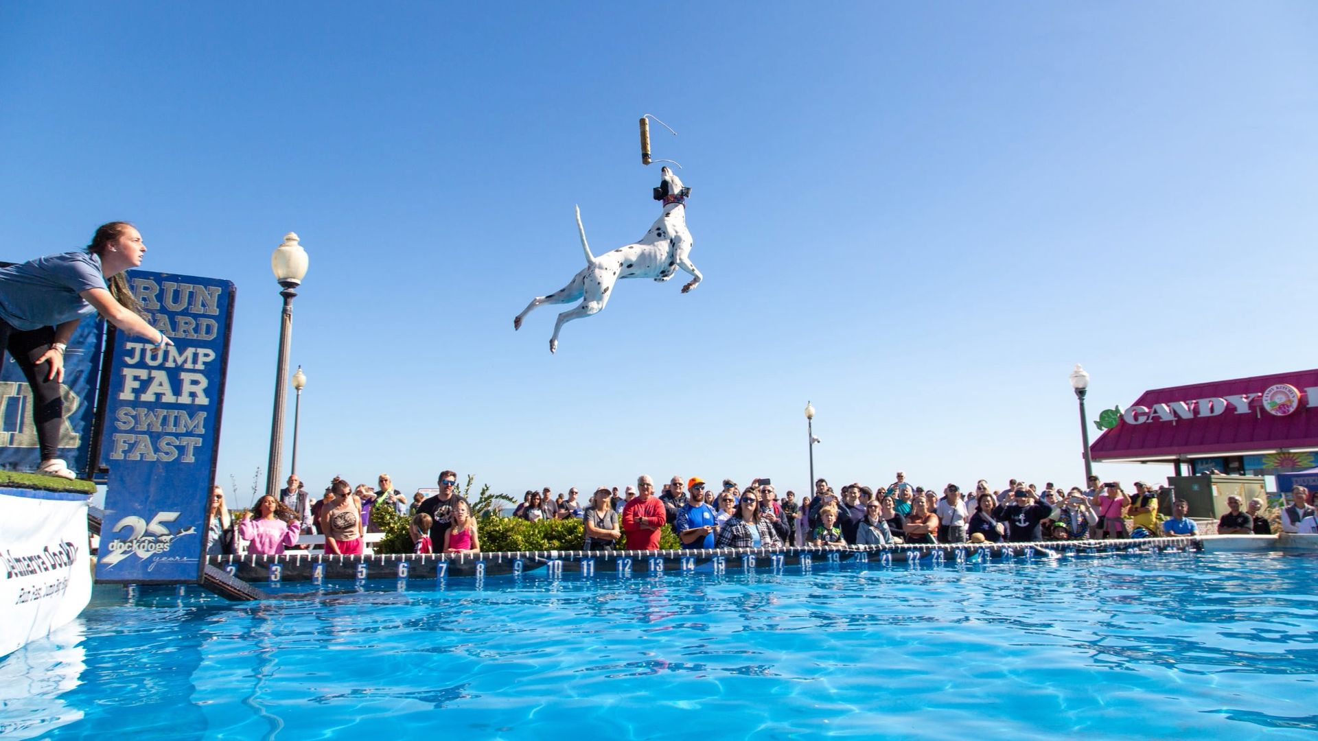 Dalmatian leaps off a dock into a bright blue pool during a dock-diving event; a crowd watches from the edge, a blue sign reading RUN JUMP SWIM FAST on the left, and a clear blue sky overhead.