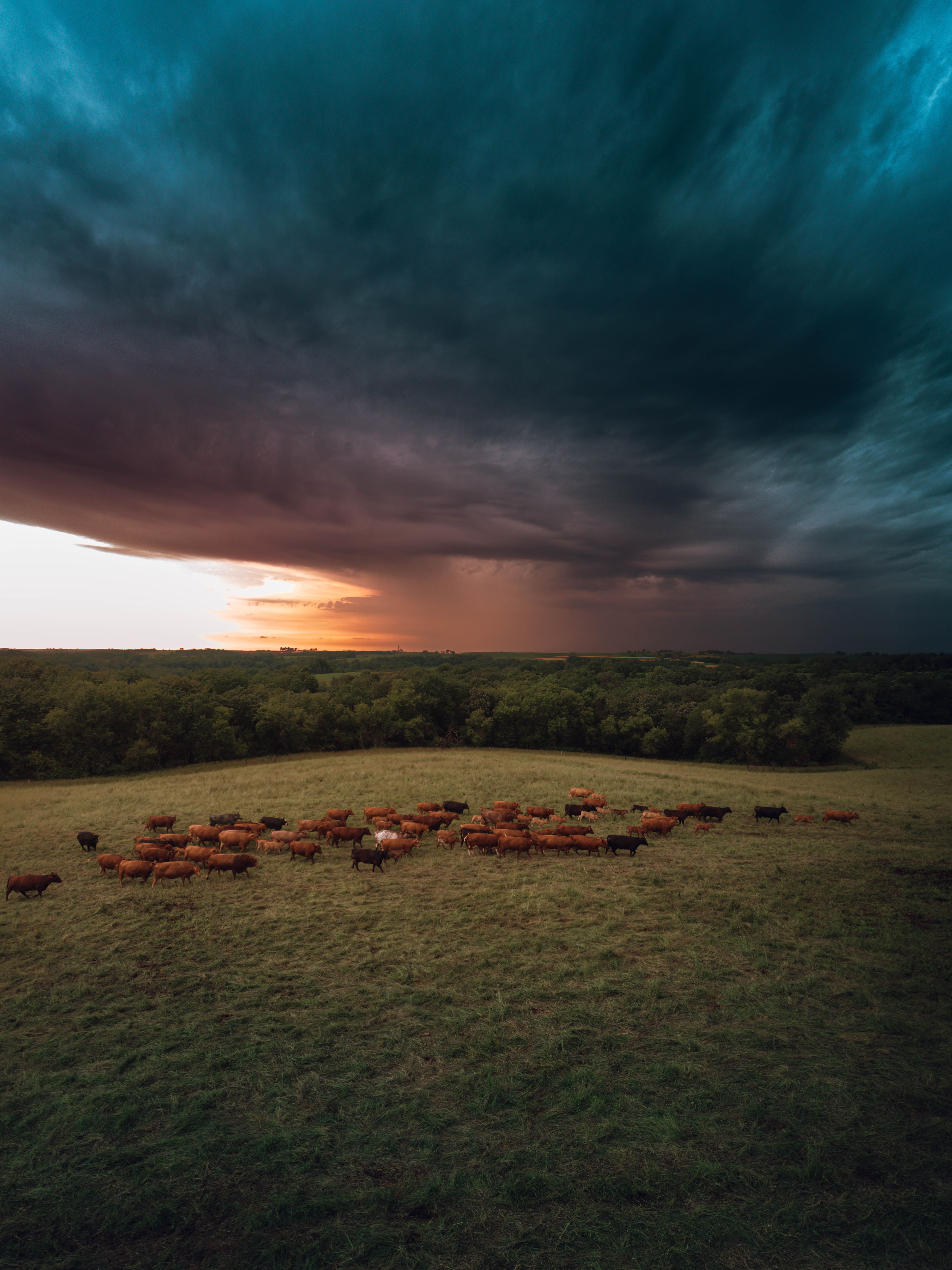 A herd of beef cattle is roaming across an open pasture in Mt. Horeb, Wisconsin, as an incoming storm front is moving in. Wisconsin is being struck with numerous strong storms this spring/summer. 