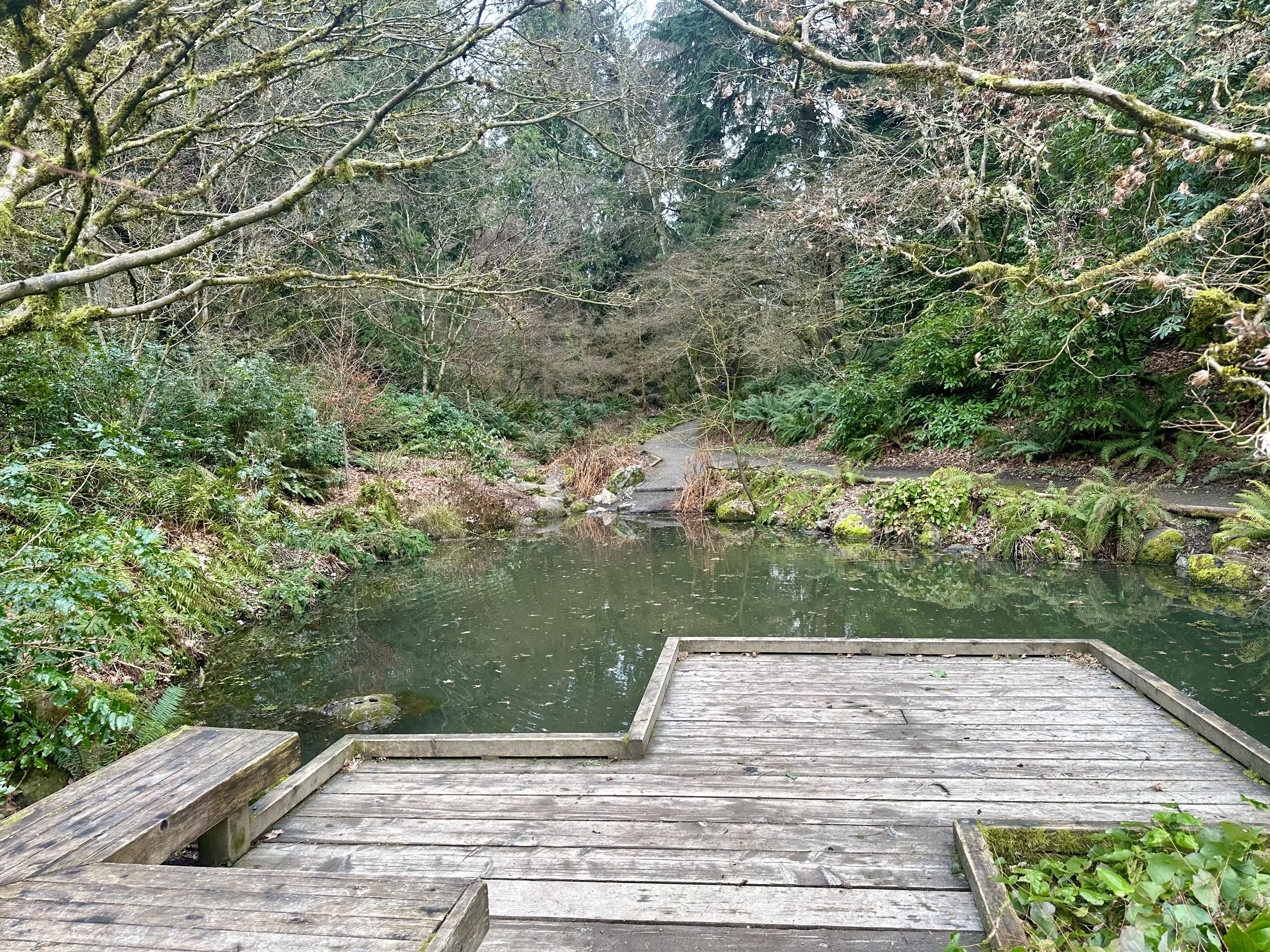 A wooden deck extends into a small woodland pool of water.