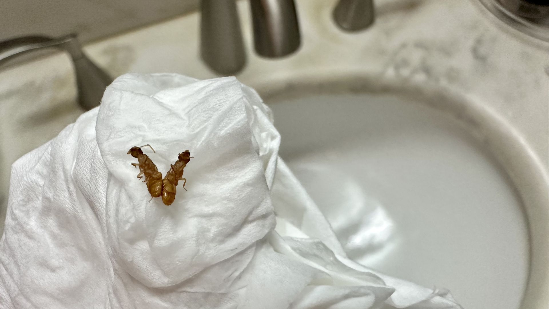 Photo shows two dead termites on a tissue in the bathroom.