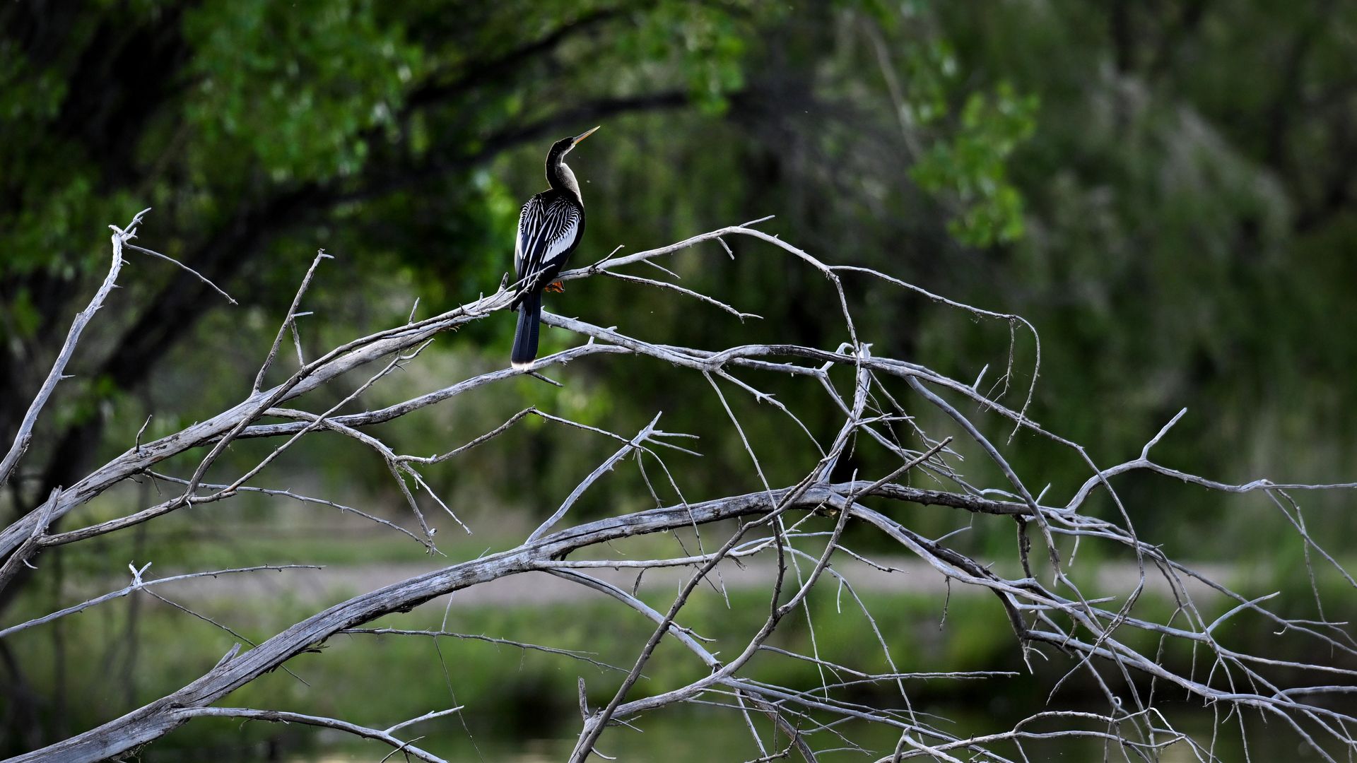 An anhinga sits on limbs of an old dead trees in a pond along North 95th street in Boulder County