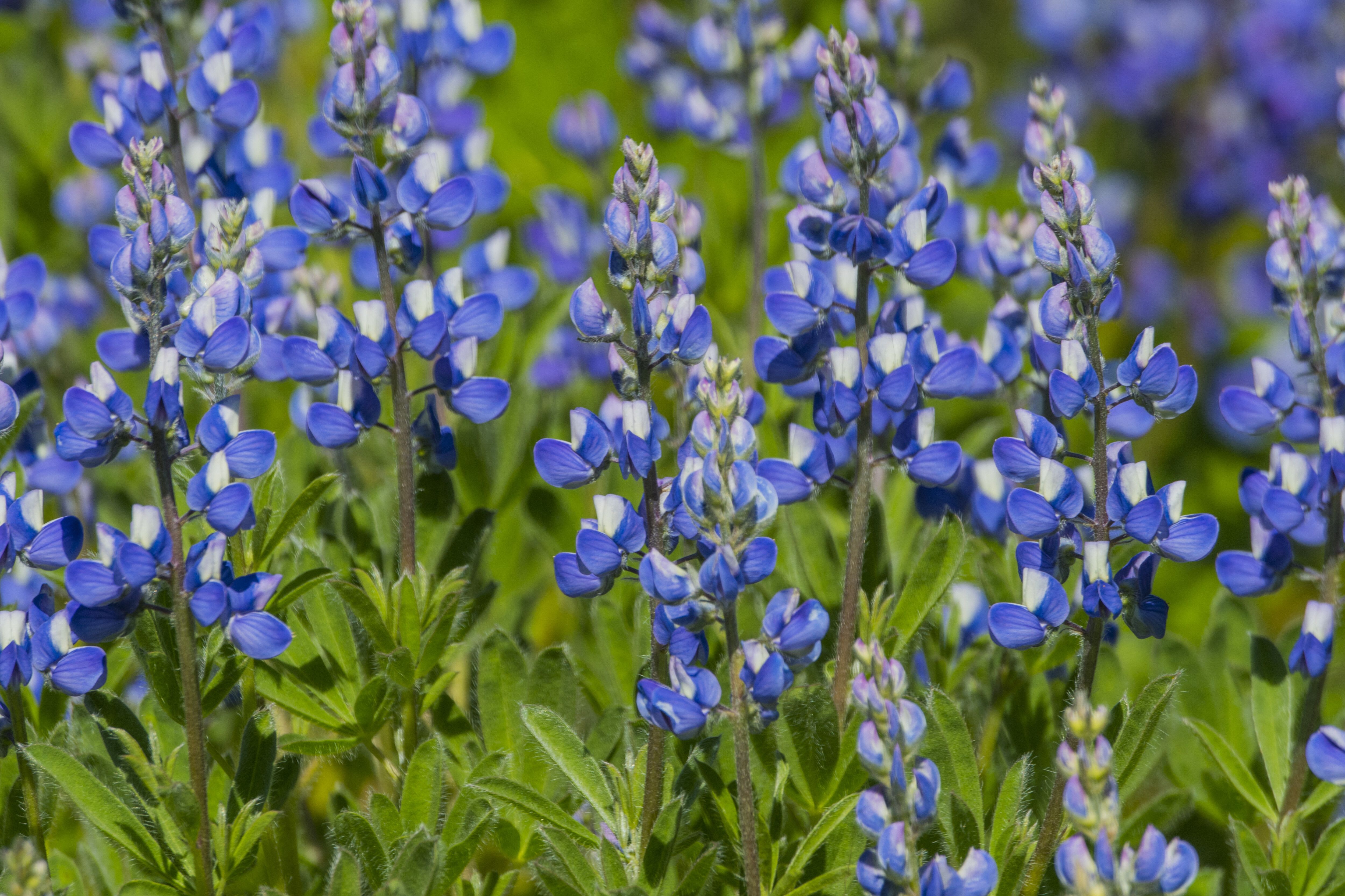Bright blue, erect wild lupine flowers bloom abundantly. 
