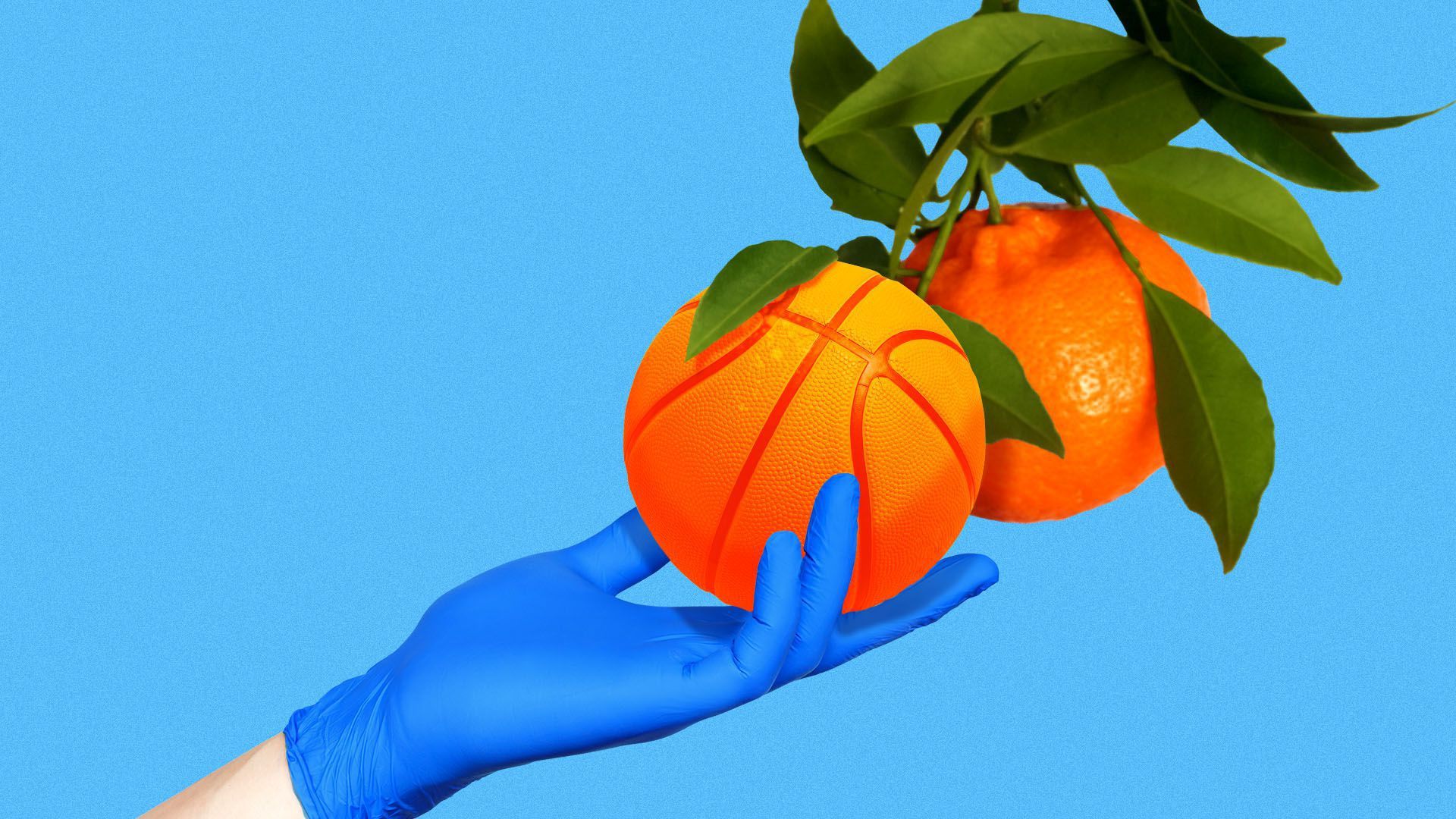 Illustration of someone plucking a basketball from a tree.