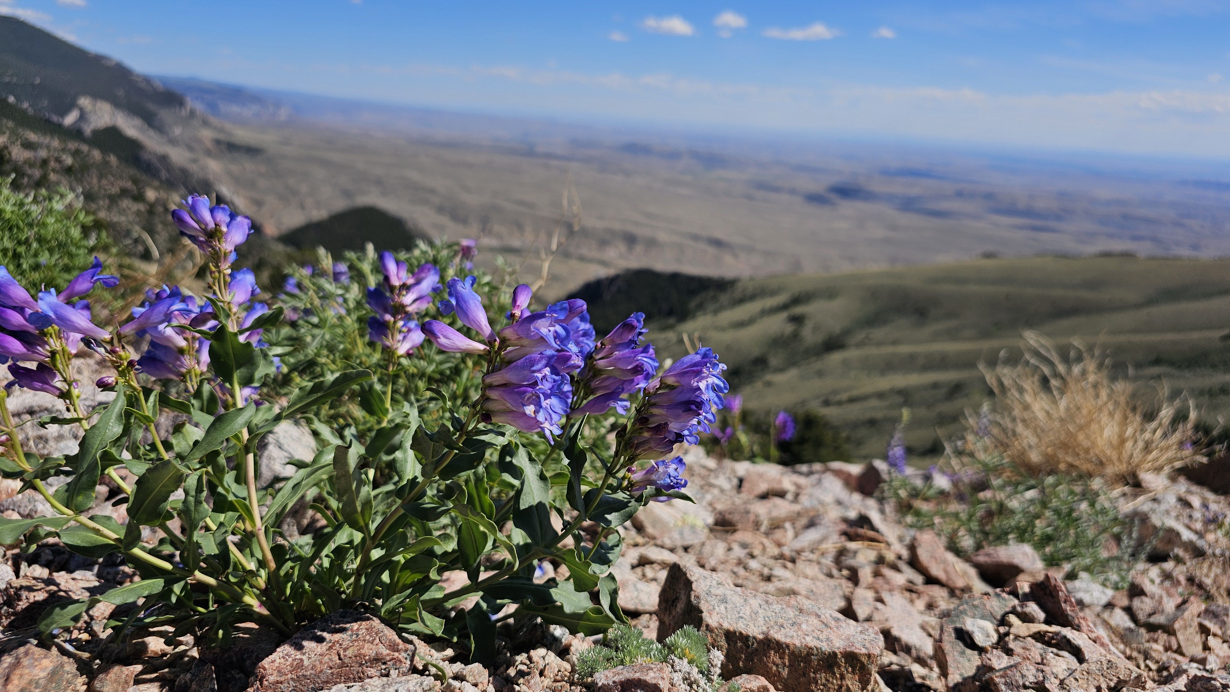Purple lupine flowers bloom in the rocky foreground, with a vast desert valley and distant mountains on the horizon beneath a clear blue sky.