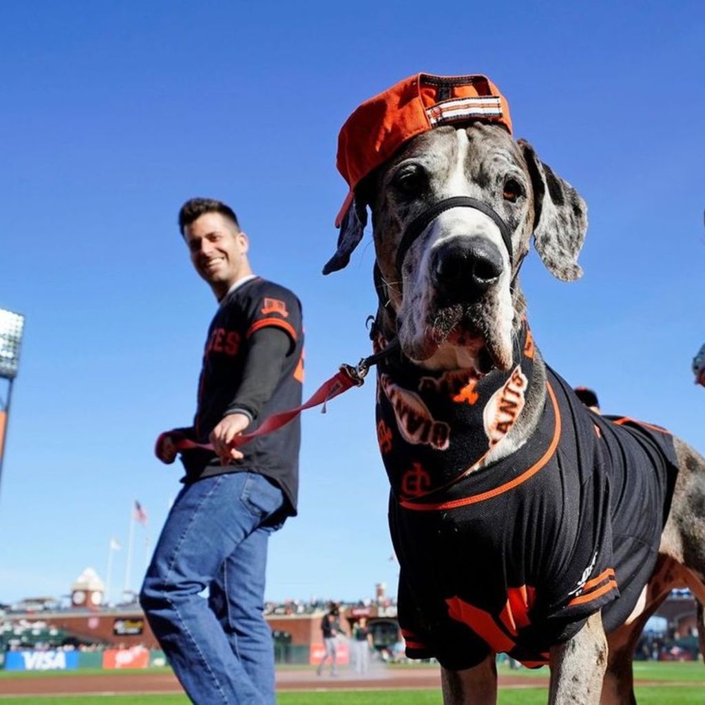 Dog days at Oracle Park - Axios San Francisco