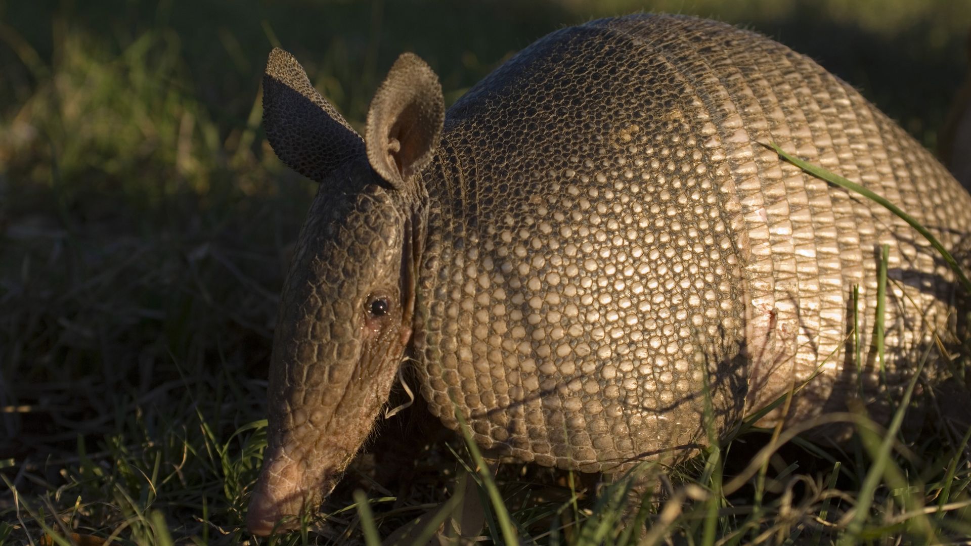 A photo of a nine-banded armadillo in grass