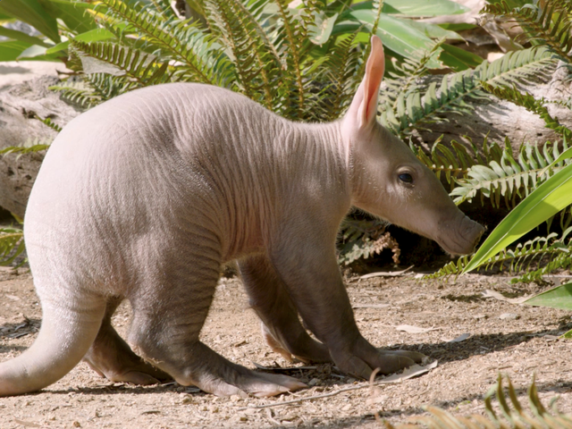 【Deram Nova】Aardvark / Aardvark 1727374594096.png