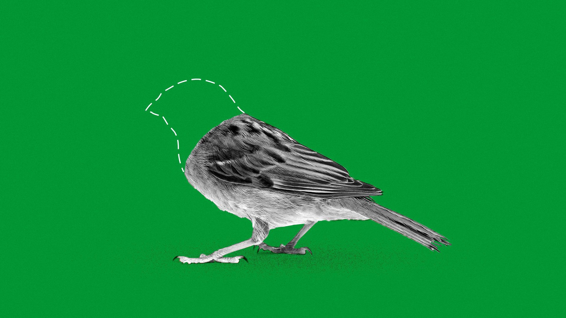 Illustration of vanishing bird.