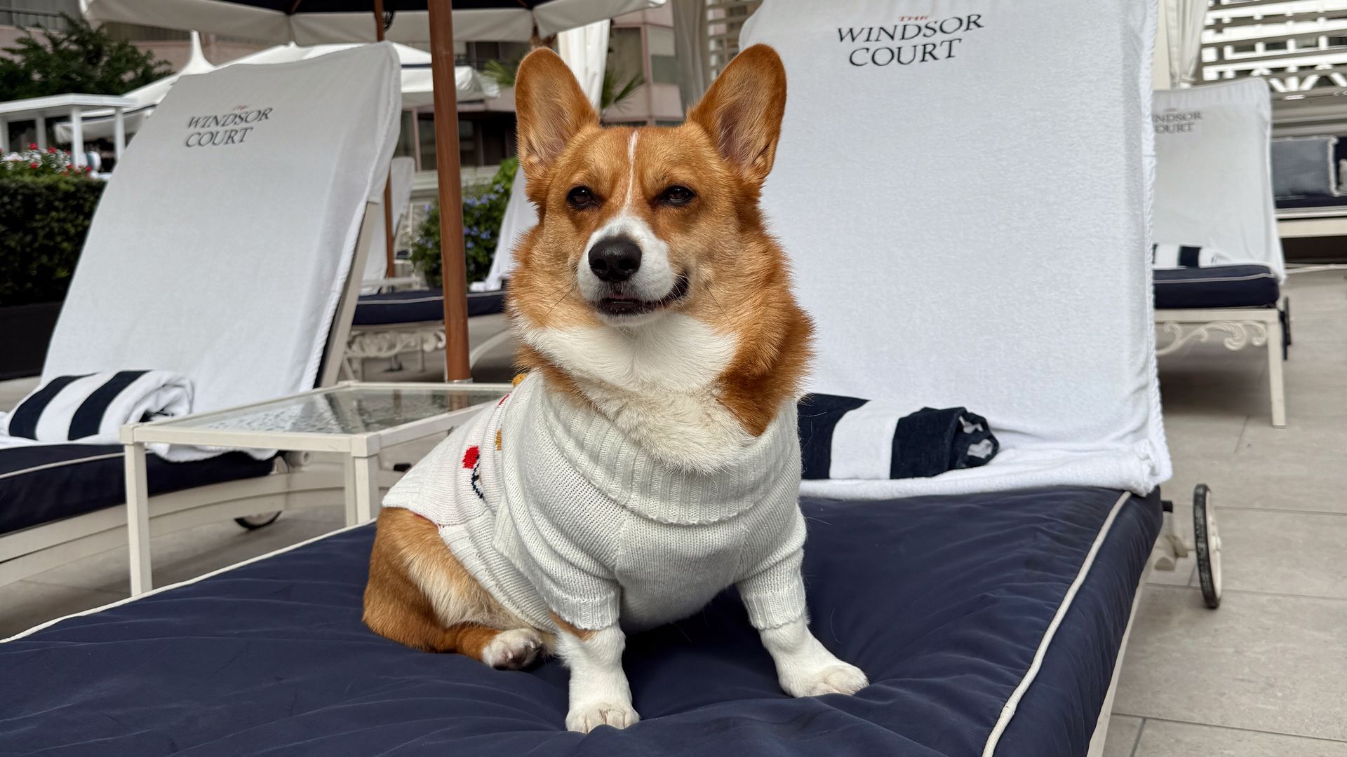A brown and white corgi wearing a white sweater sits on a navy blue cushioned lounge chair under a white umbrella at The Windsor Court, with more chairs and umbrellas in the background.