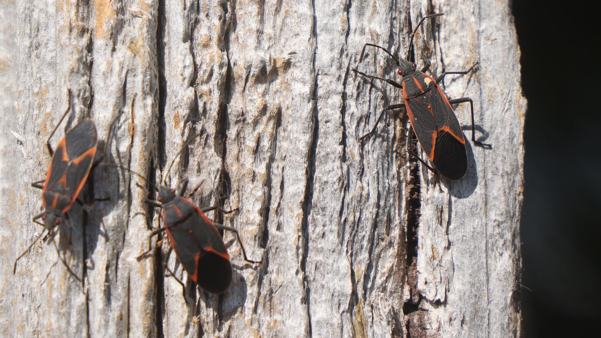 Three black insects with orange-red wing markings and long antennae rest on a rough, sunlit tree trunk.