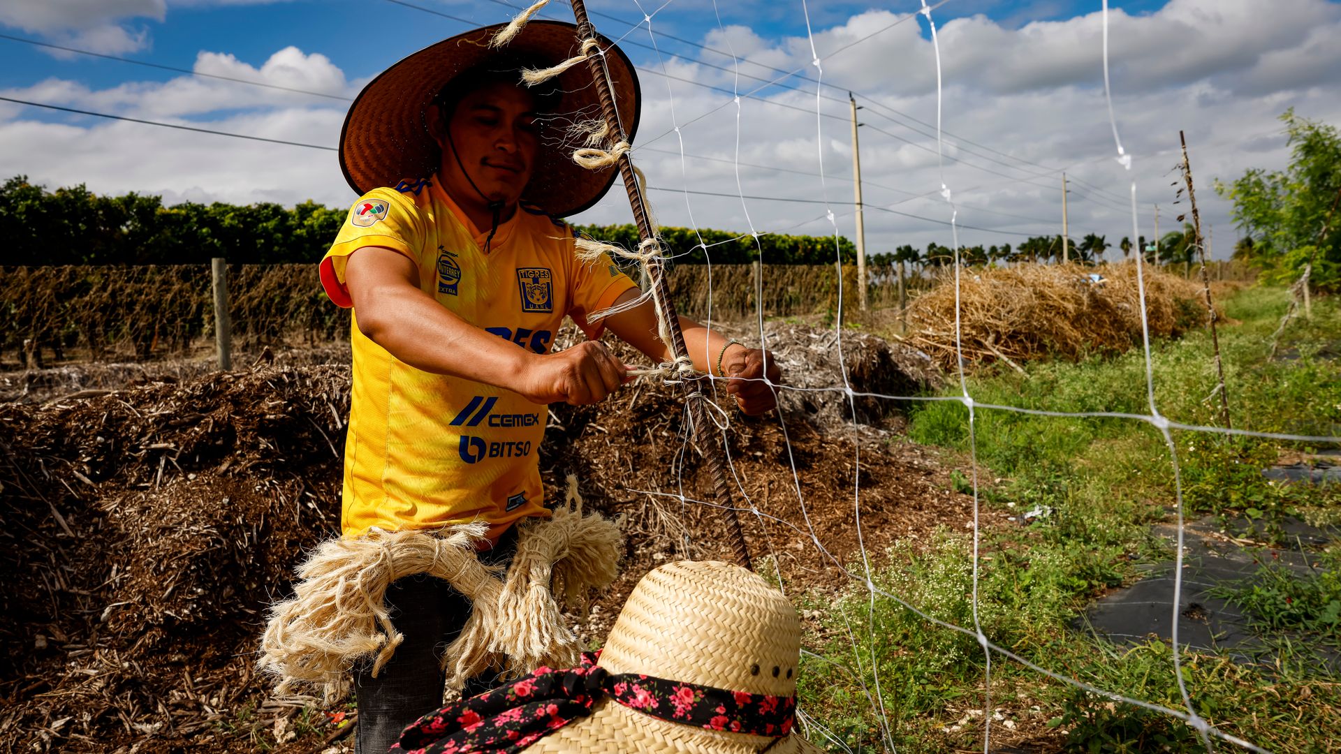HOMESTEAD, FL - NOVEMBER 2: Farm workers set up a mesh to grow vegetables (Luffa Acutangula) at a farm on November 2, 2023 in Homestead