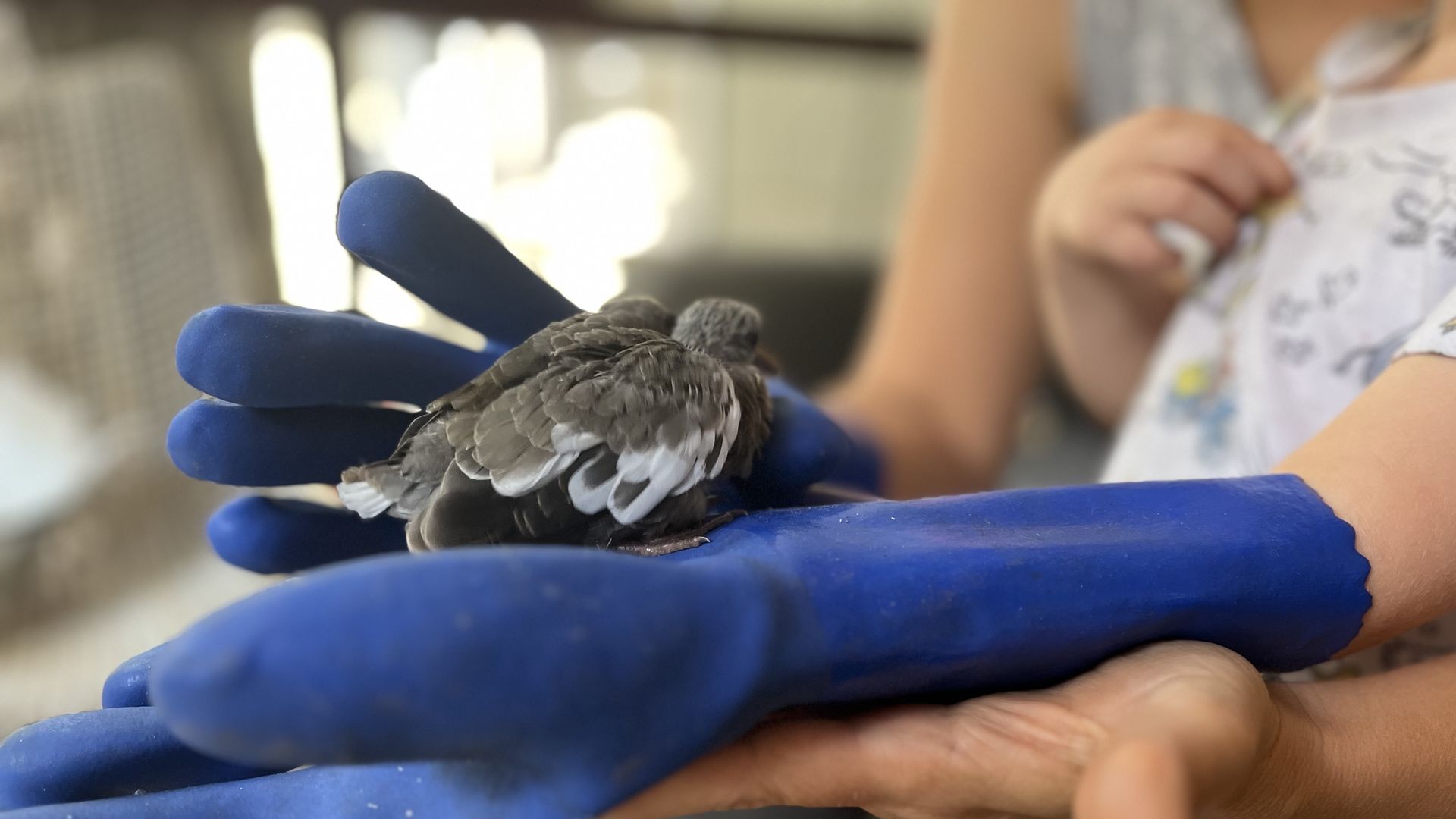 A bird sits on a rubber glove.