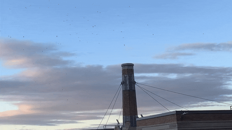 Tall brick chimney secured with metal braces on a rooftop against a blue sky with gray clouds and many small birds flying around.