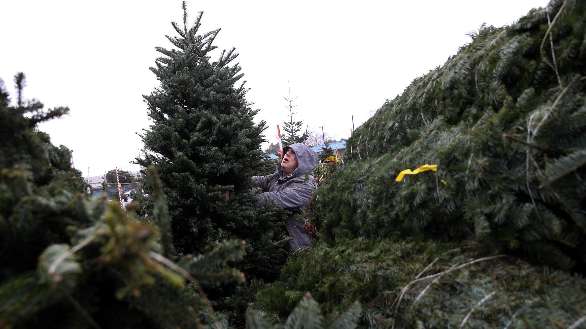 Tommy Speer helps a customer pick out a Christmas tree at Speer Family Farms in Alameda, California