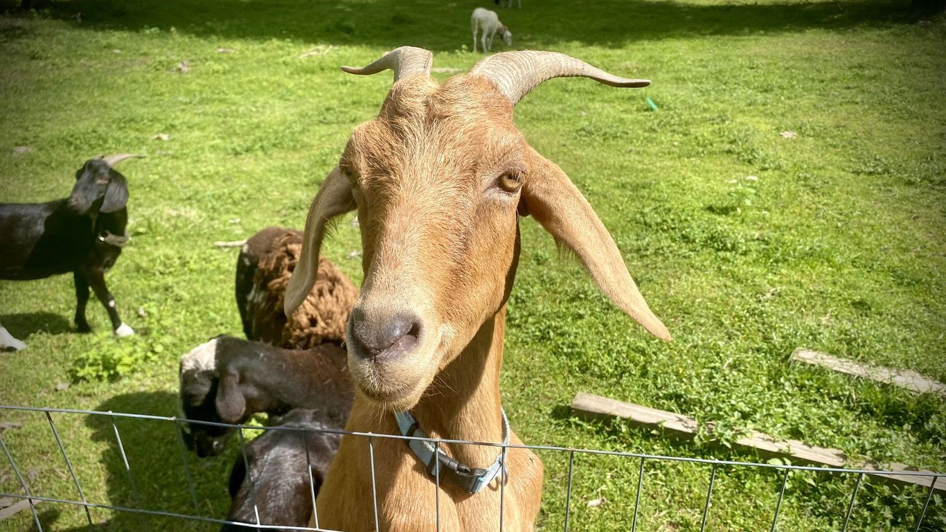 Dunnellon farm shows how to keep plants happy without phosphate