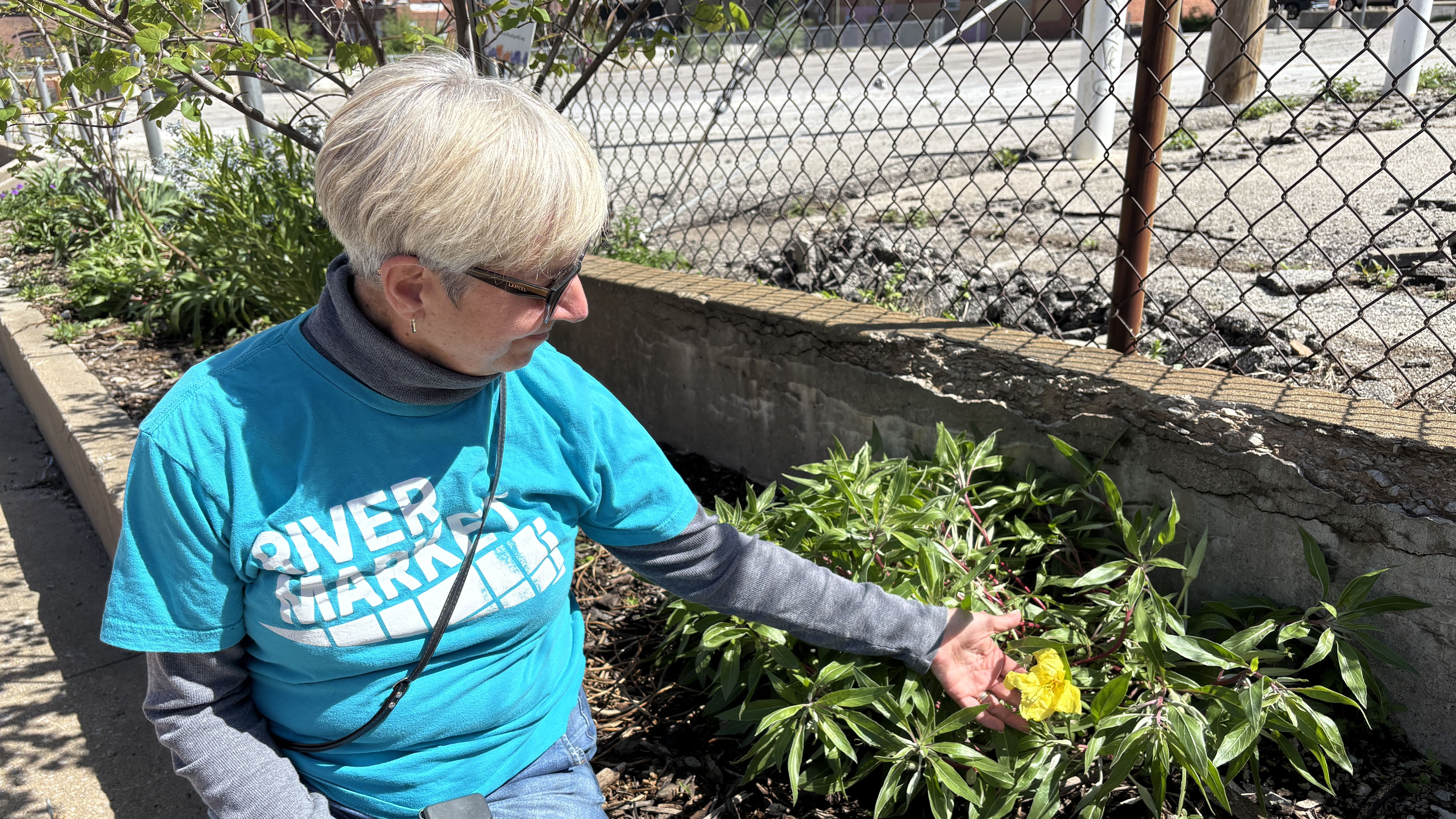 Older person with short gray hair and sunglasses wearing a bright blue t-shirt sits beside a garden bed of green shrubs and yellow flowers near a chain-link fence and urban sidewalk.