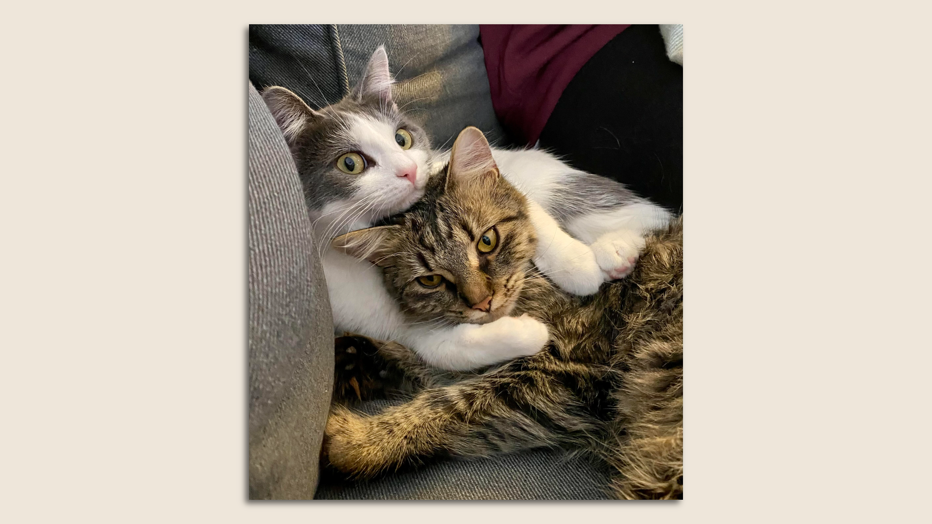 Two cute cats snuggle. 