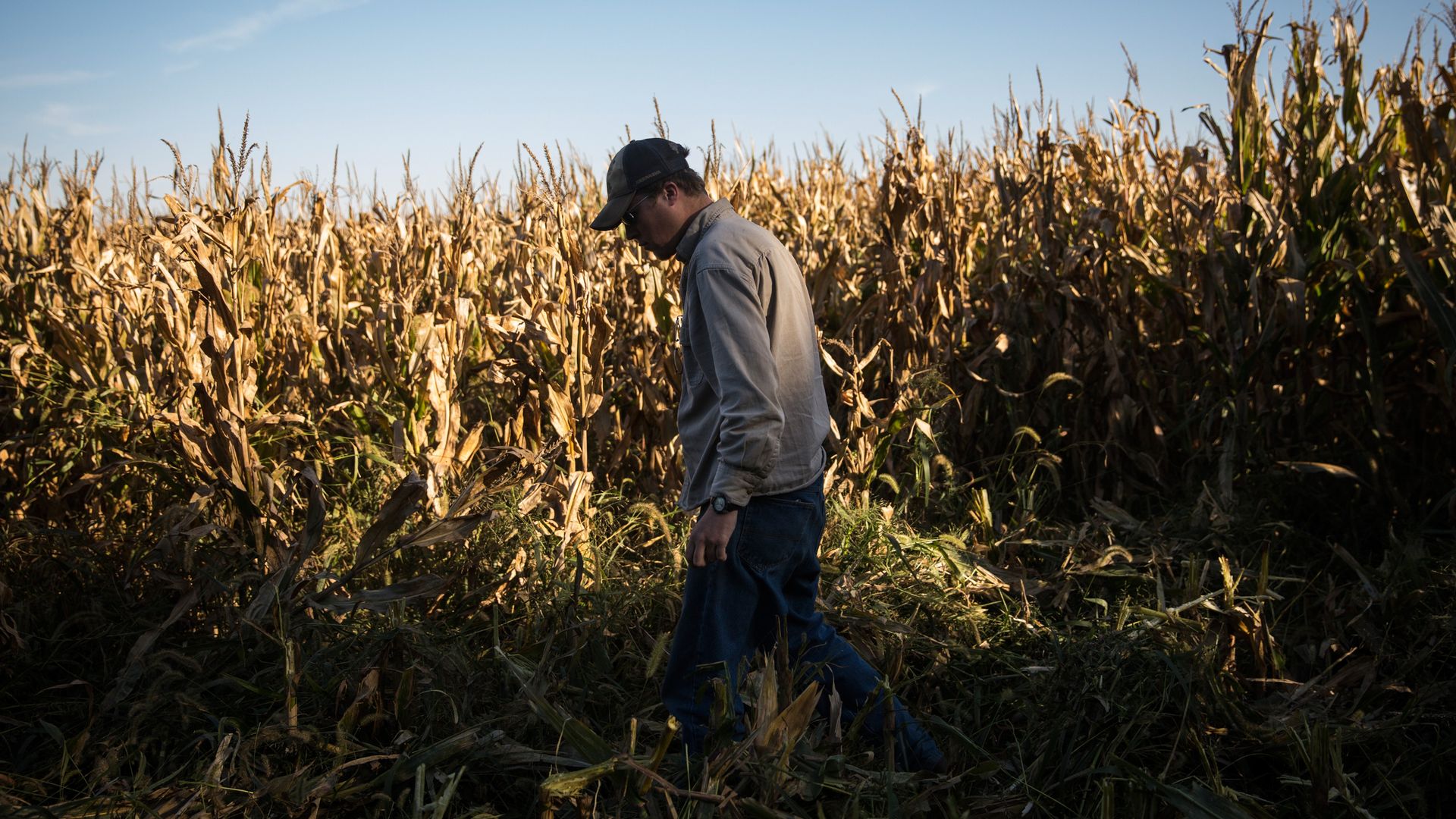 In this image, a corn farmer walks across his field. 