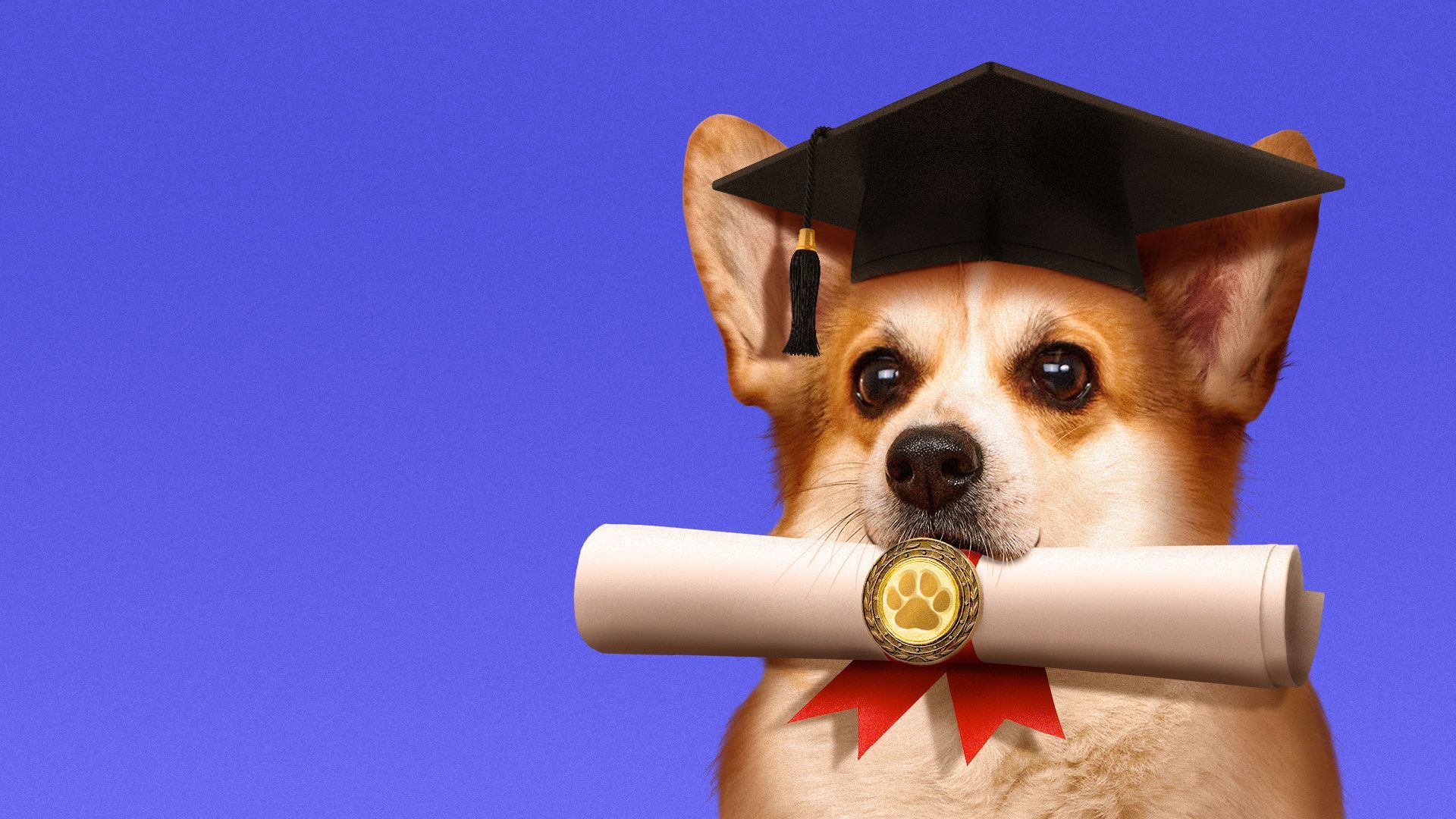 Illustration of corgi wearing a graduation cap and holding a diploma in its mouth.
