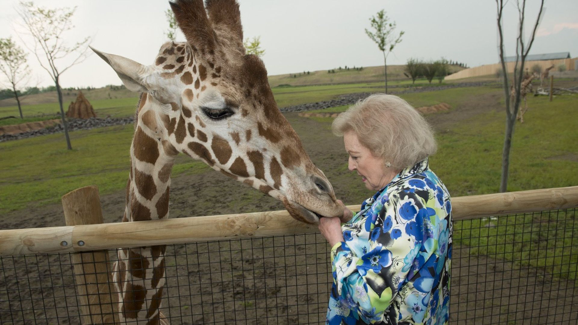 Betty White receives a kiss on her hand from a giraffe, whose head is leaning over a fence