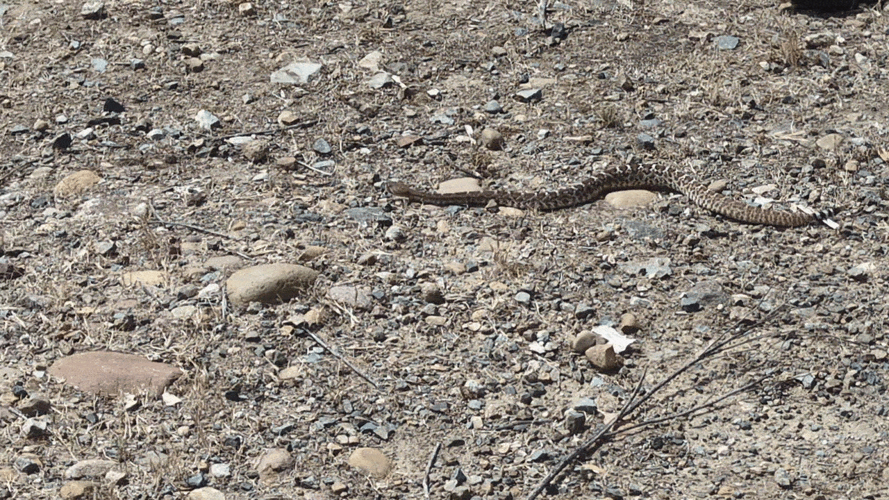 Snake slithers away on dirt trail.