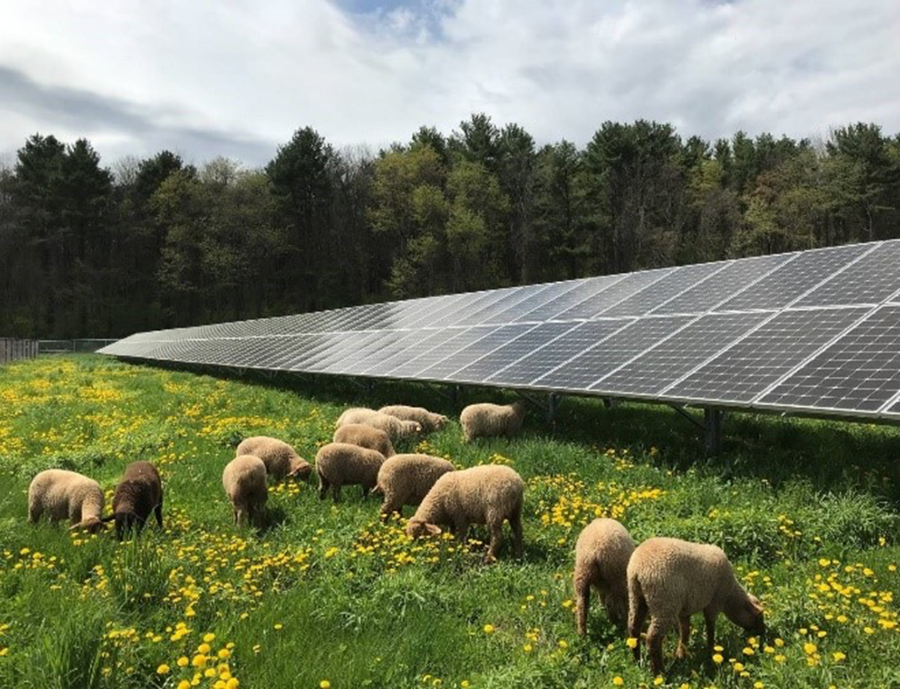 Sheep graze on grass and dandelions near a large row of solar panels.