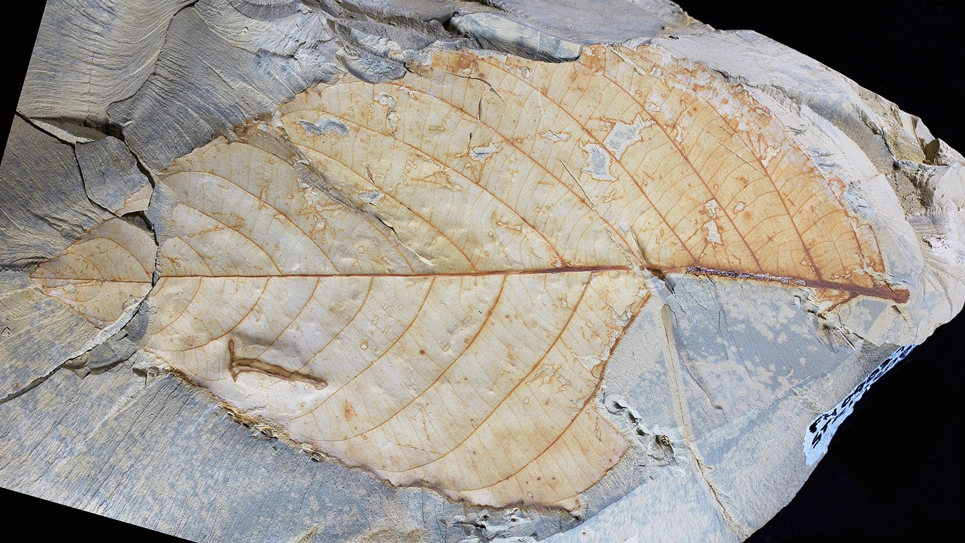 Leaf fossil