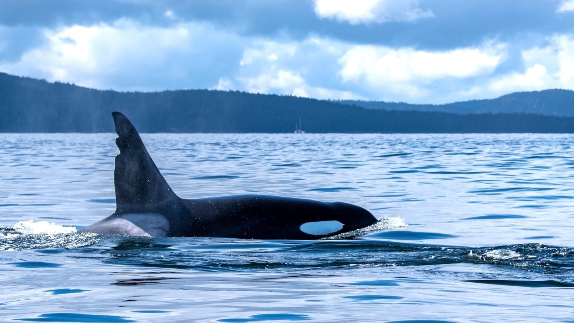 A whale with a jagged dorsal fin seen in the Salish Sea near Seattle. 