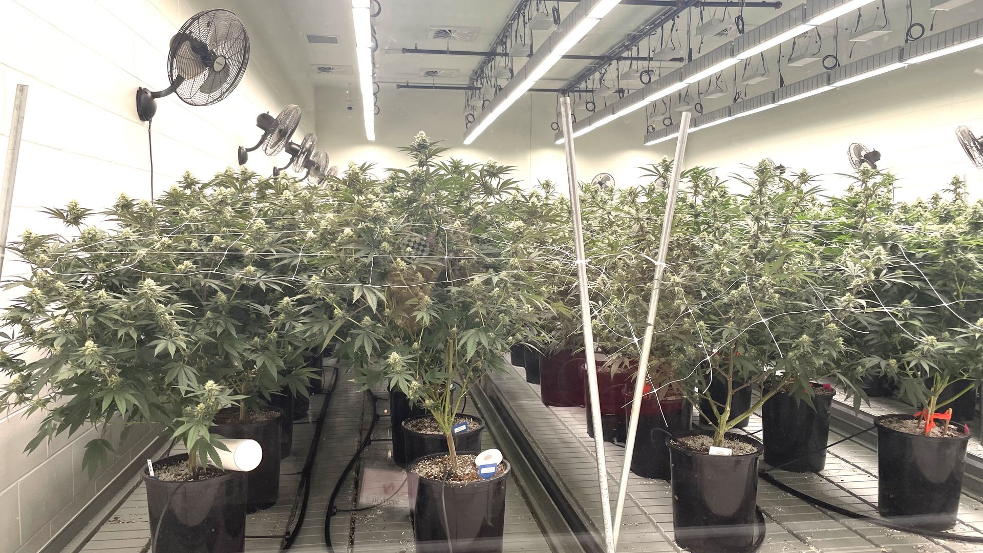 Marijuana plants being grown