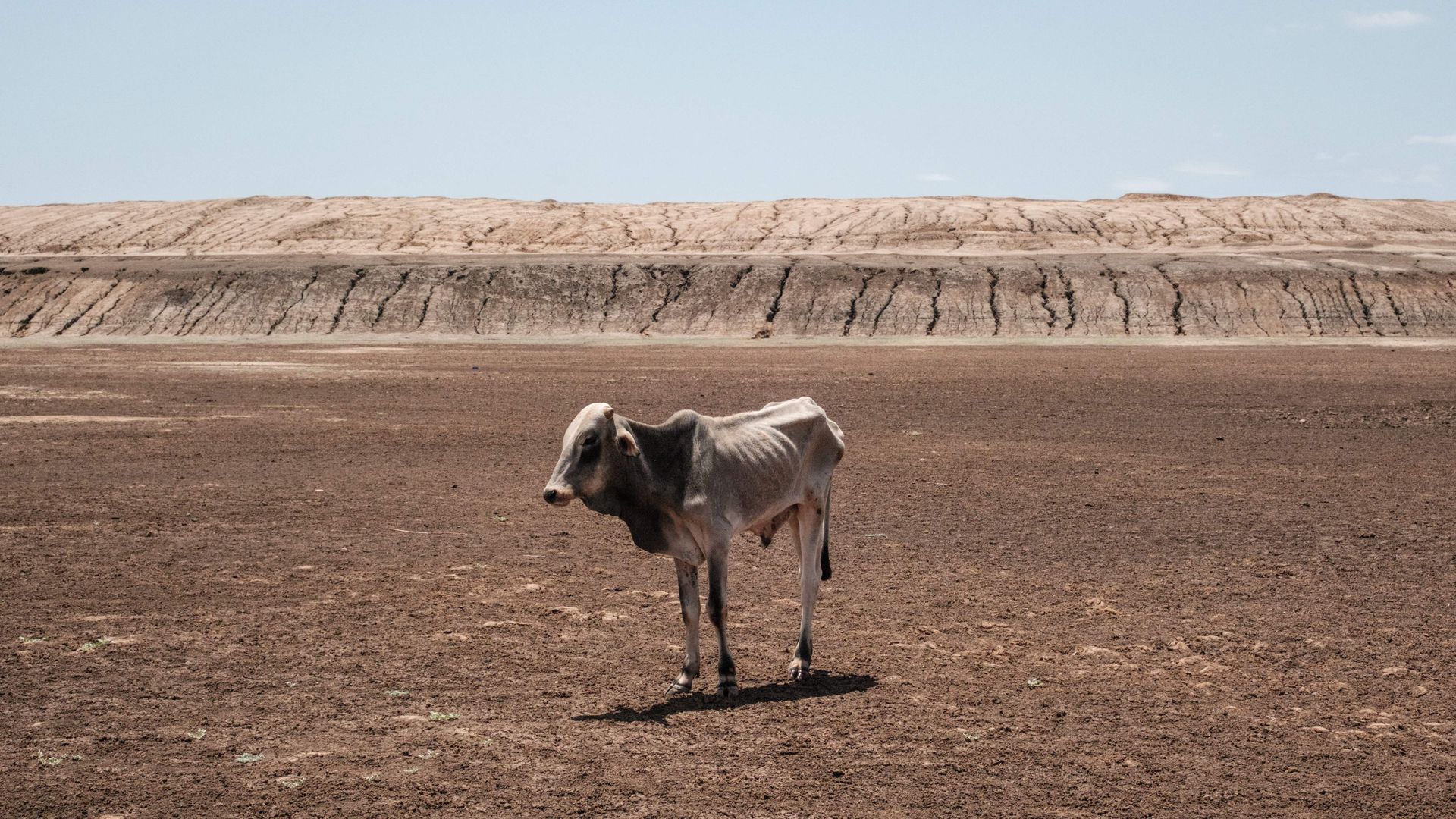 A starving cow stands in a sunny, barren field in Ethiopia, where a severe drought exists.
