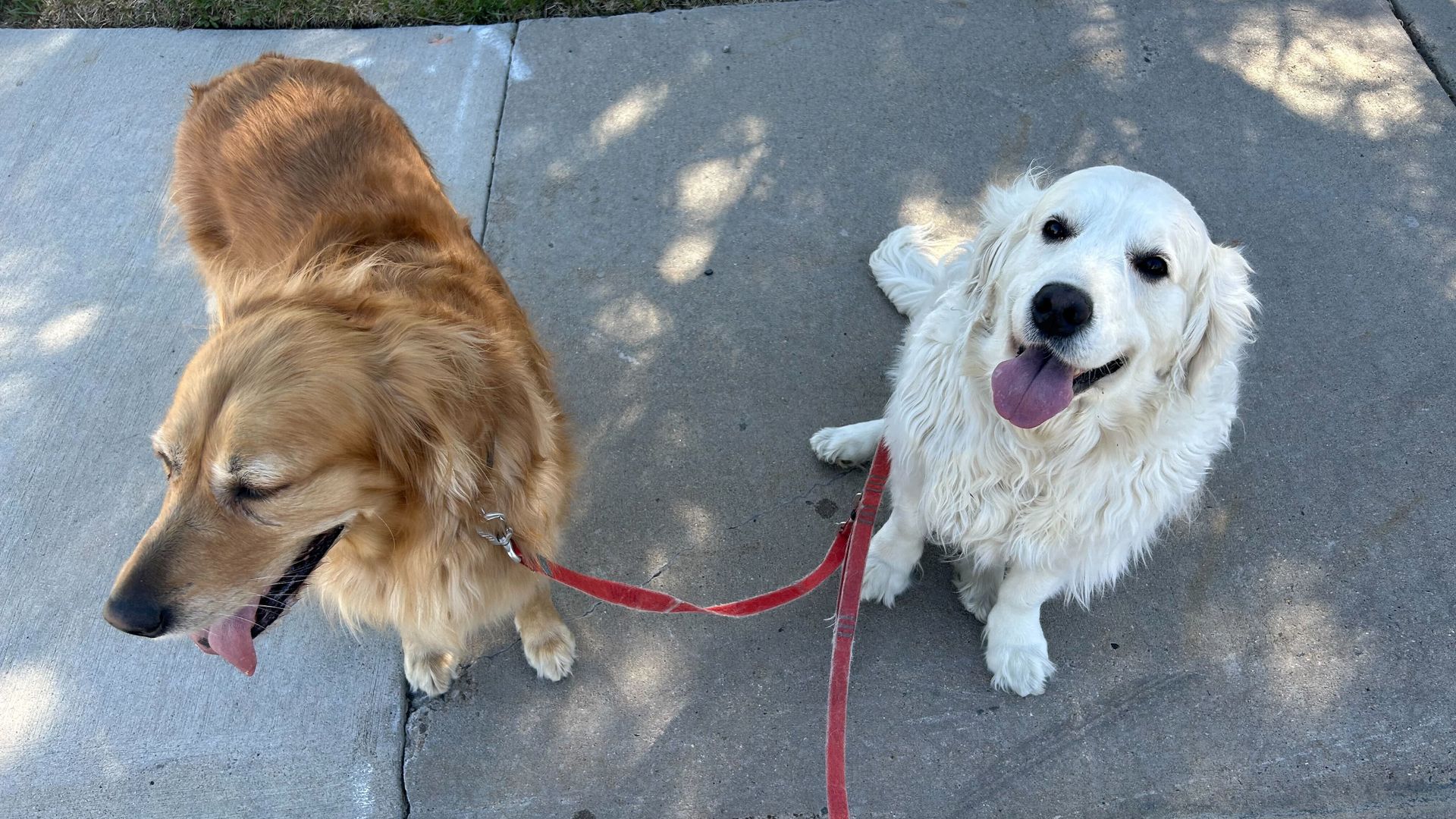 Two dogs on a concrete sidewalk: a brown Golden Retriever on the left with a red leash, head down; a white retriever on the right looking up with tongue out. Grass along the top.