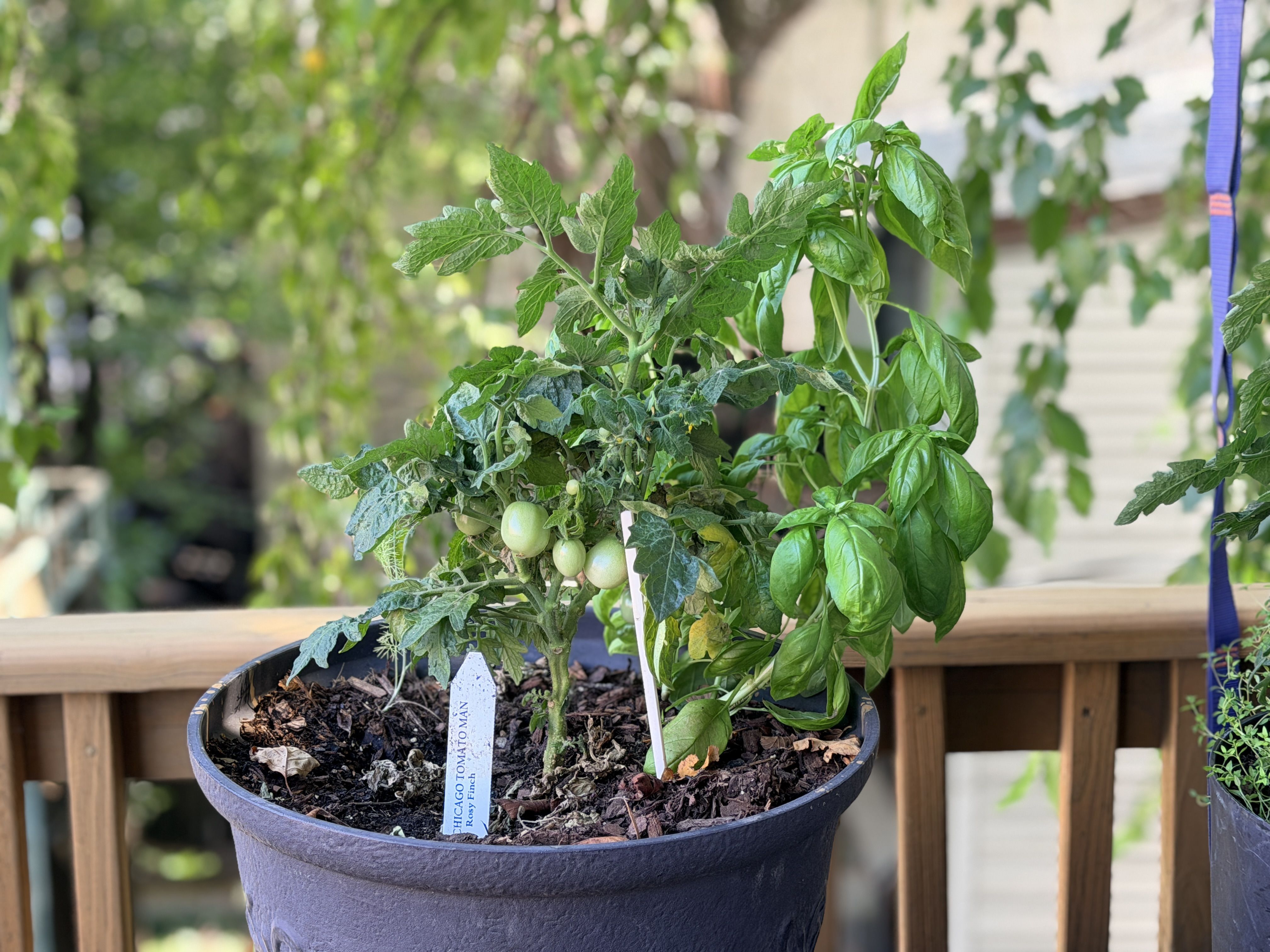 tomato plant