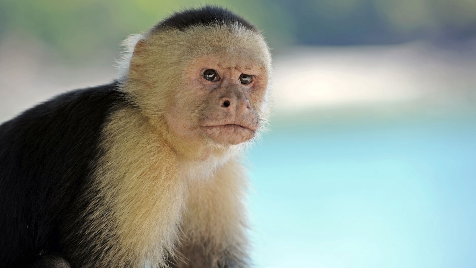 A white-headed capuchin monkey that appears to be scowling